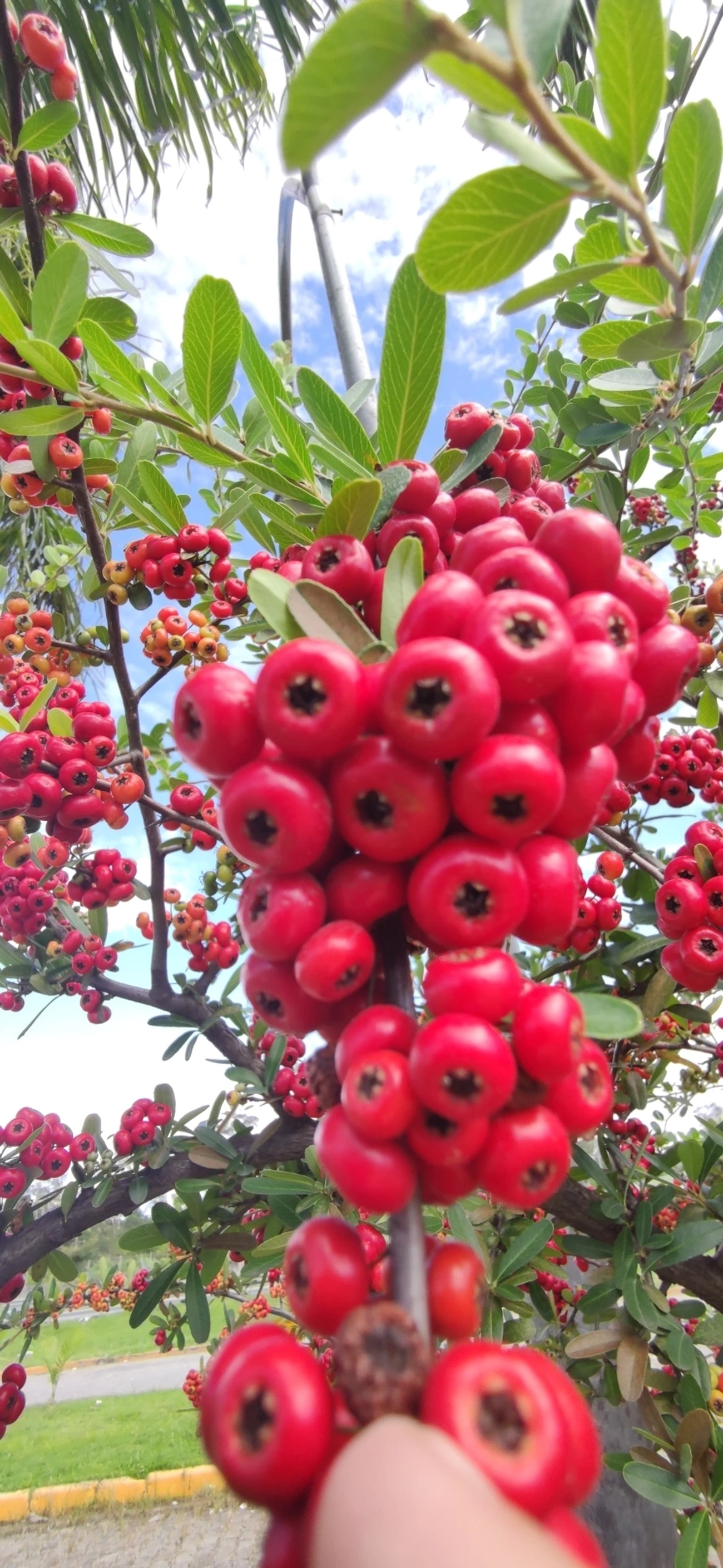 Sarça-ardente (Pyracantha coccinea), plantas, fotografado em Itaquaquecetuba