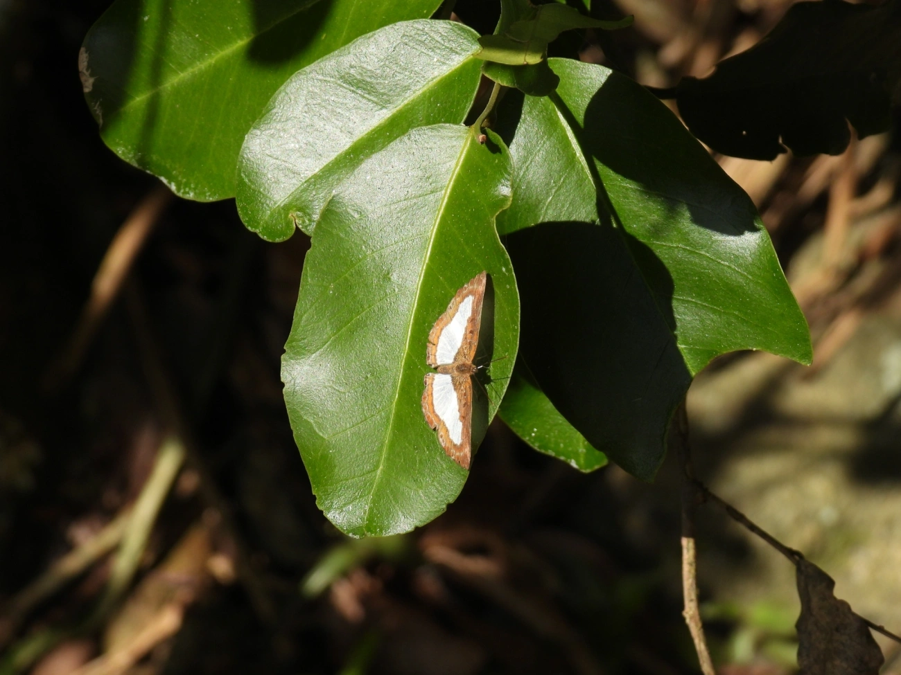 Falsa ninfídia (Synargis calyce), insetos, fotografado em Maresias, São Sebastião