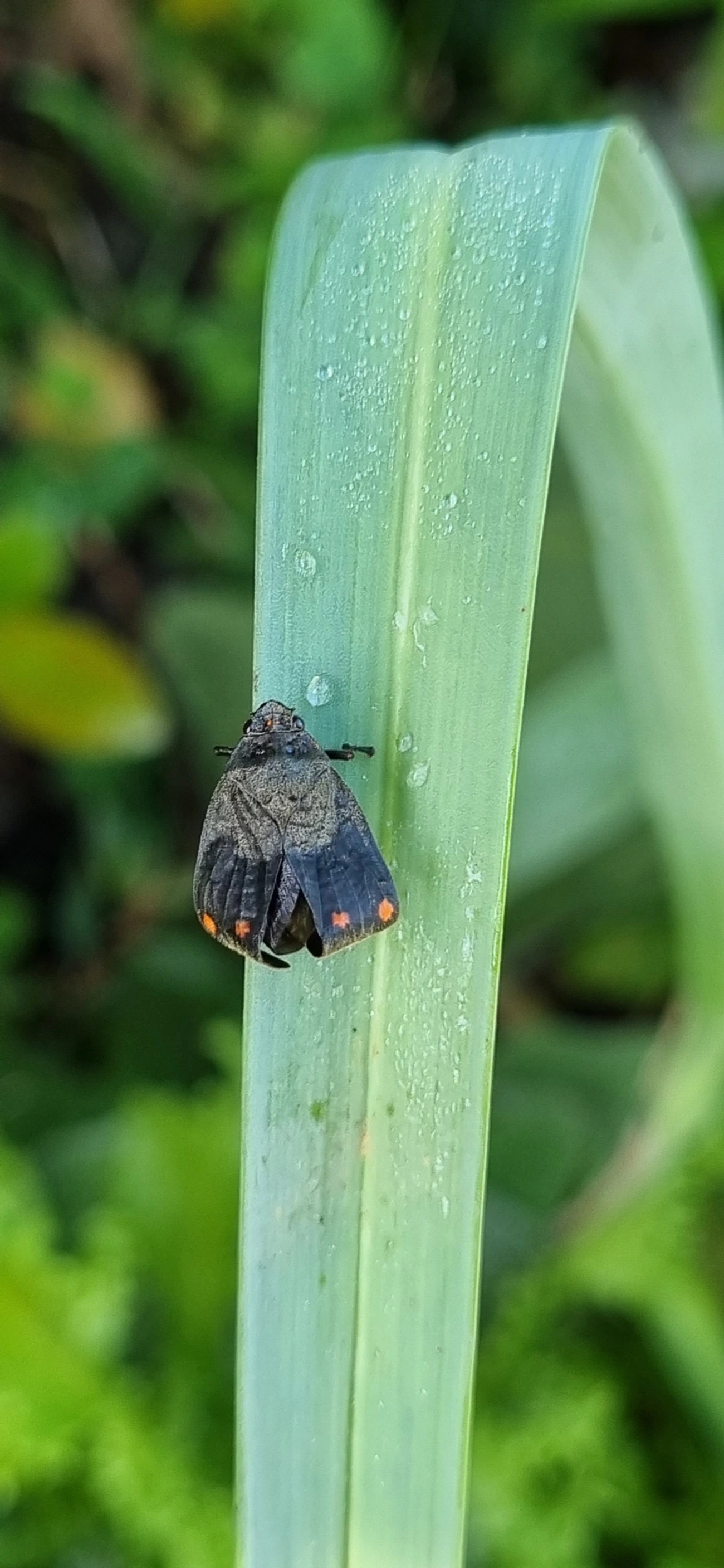 Fulgomorfos (Fulgoromorpha), insetos, fotografado em Maresias, São Sebastião