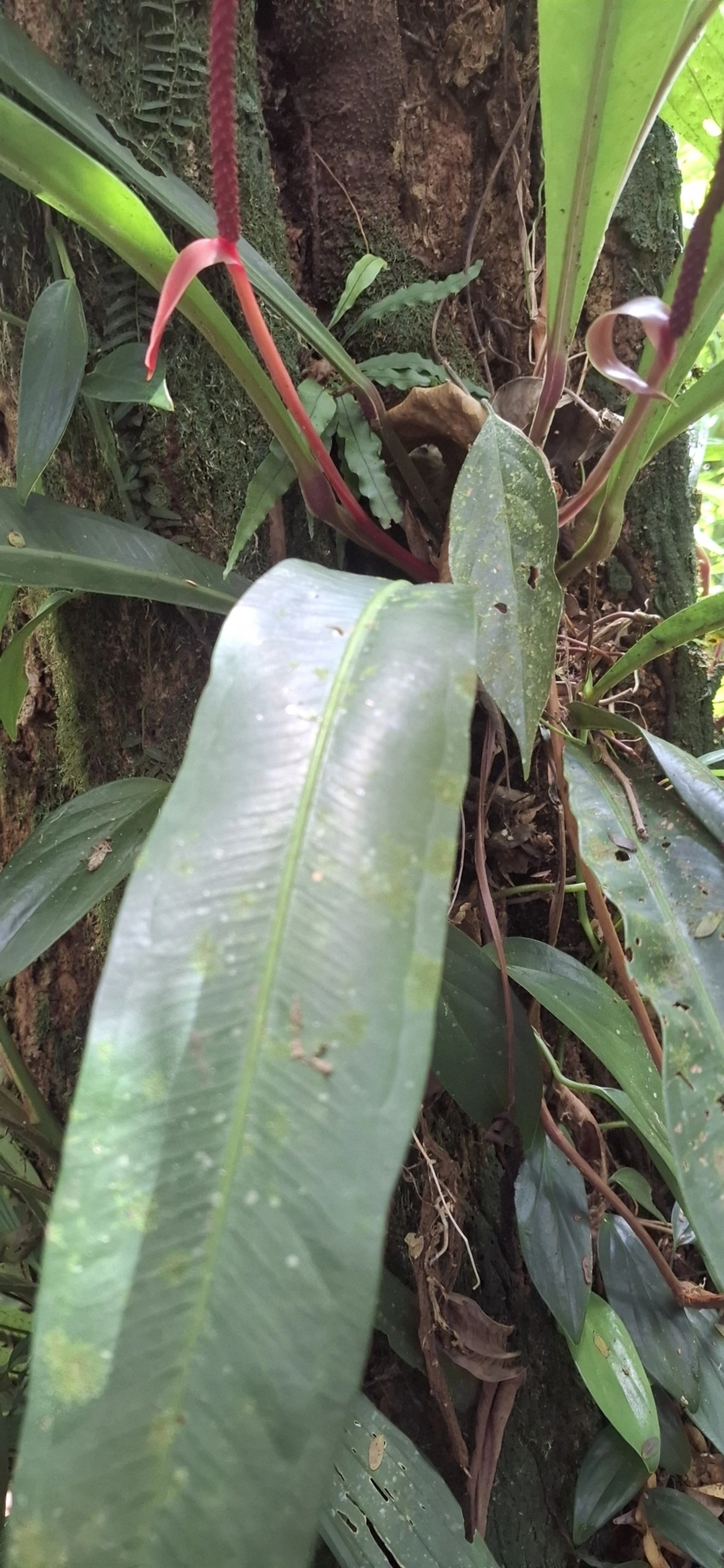 Antúrios (Anthurium), plantas, fotografado em Enxovas, Ilhabela