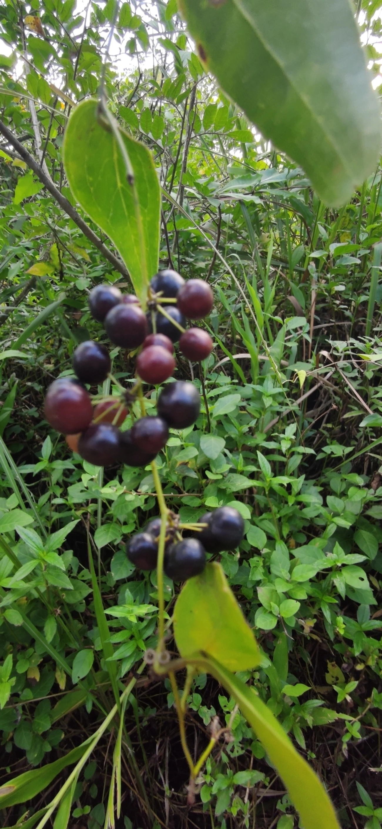 Smilax, plantas, fotografado em Maresias, São Sebastião