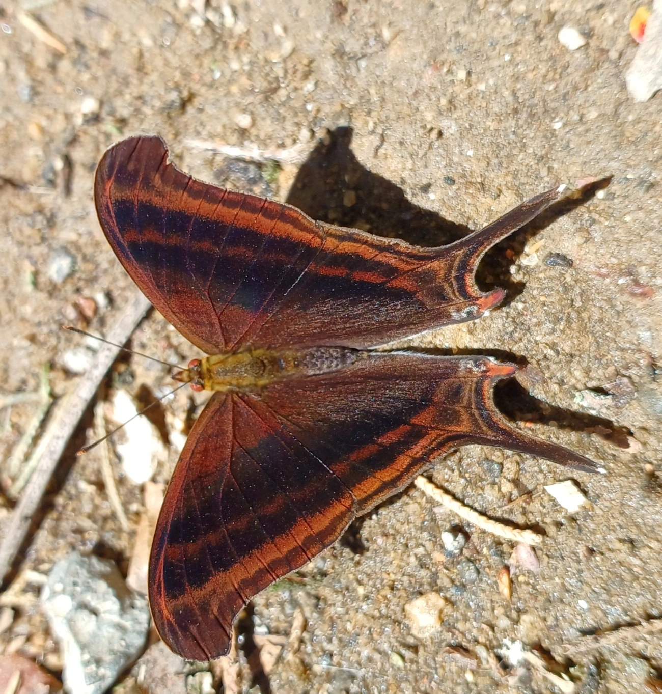 Marpesia zerynthia, insetos, fotografado em Maromba, Visconde de Mauá