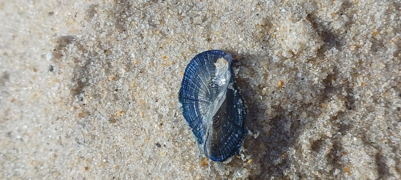 Veleiro (Velella velella), cnidários, fotografado em São Sebastião