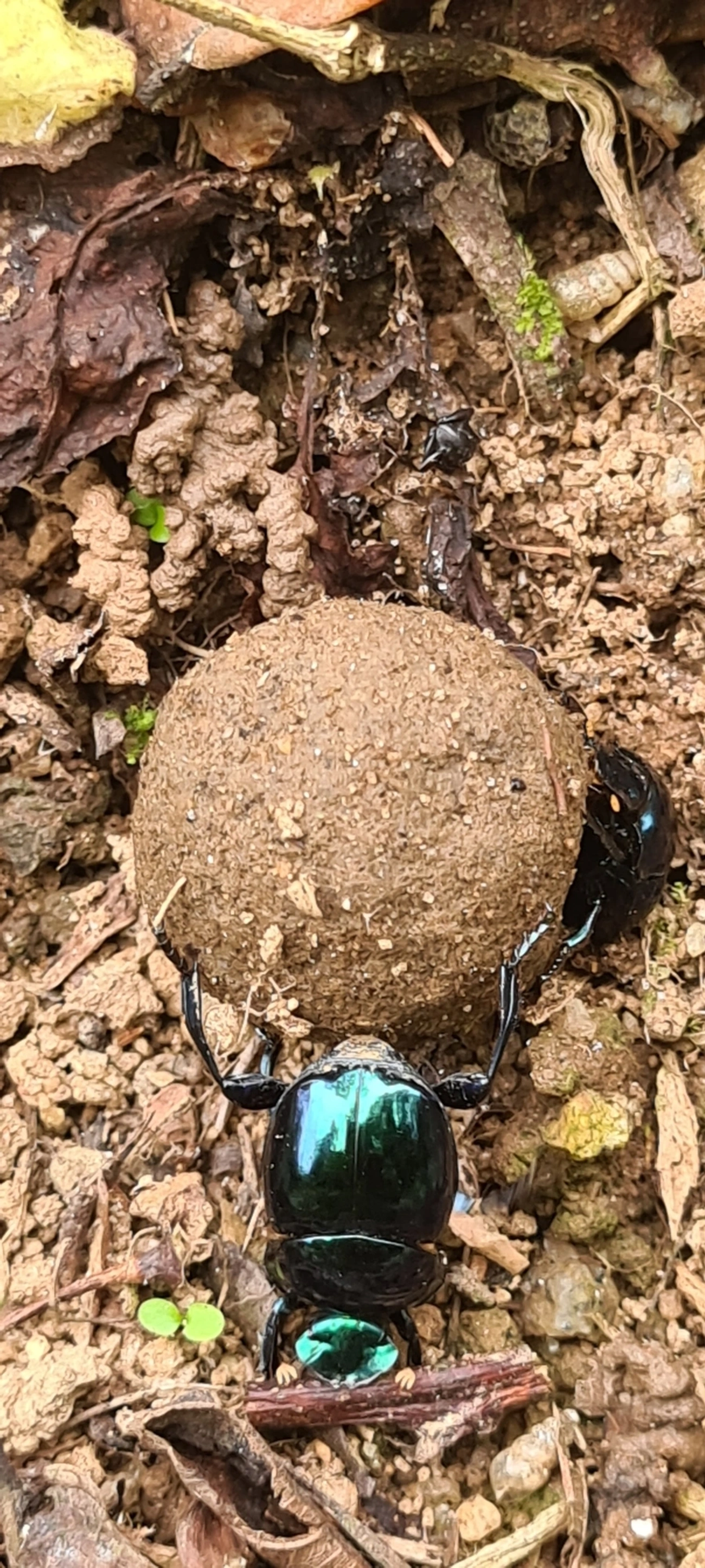 Canthon, insetos, fotografado em Maresias, São Sebastião