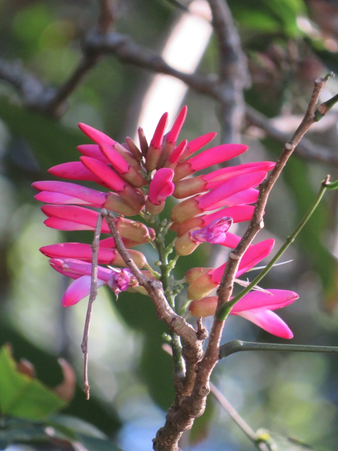 Dahlstedtia pinnata, plantas, fotografado em Maresias, São Sebastião