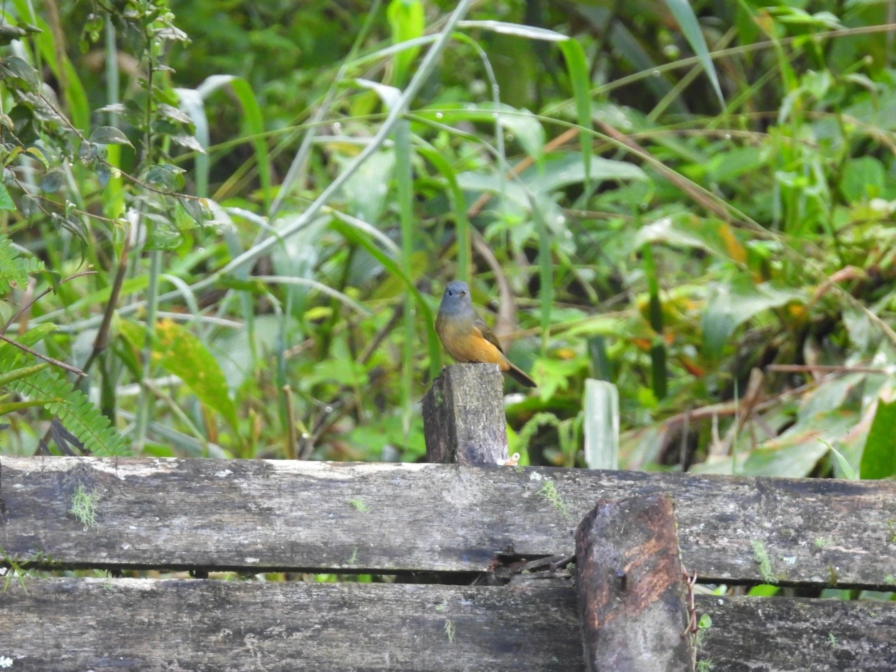 Abre-asa-de-cabeça-cinza (Mionectes rufiventris), aves, fotografado em Paranapiacaba