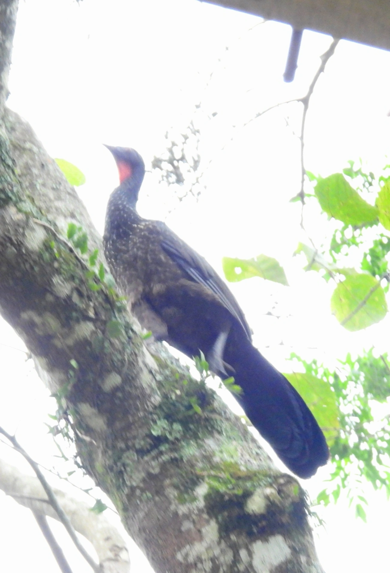 Jacuaçu (Penelope obscura), aves, fotografado em Recanto Imperial, Santa Isabel