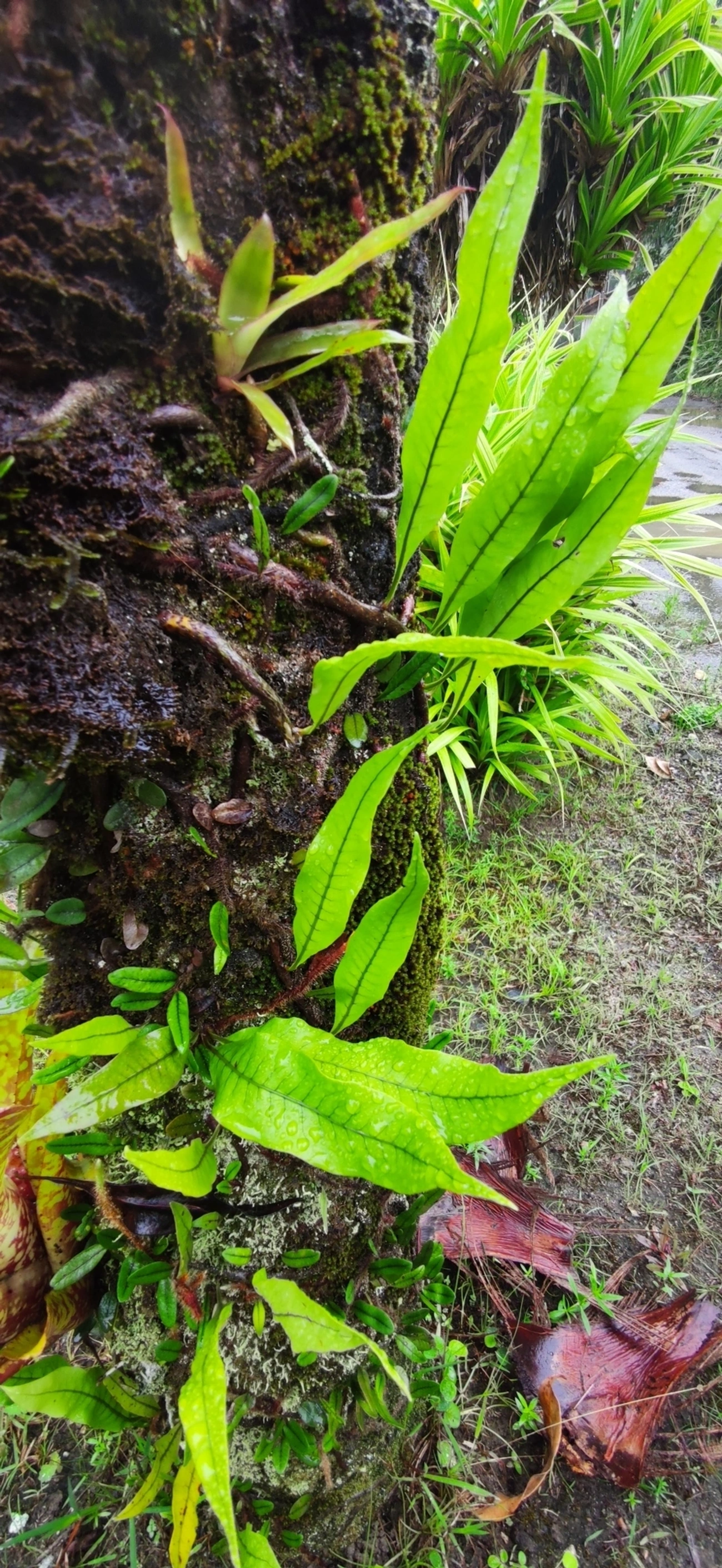 Microgramma, plantas, fotografado em Maresias, São Sebastião