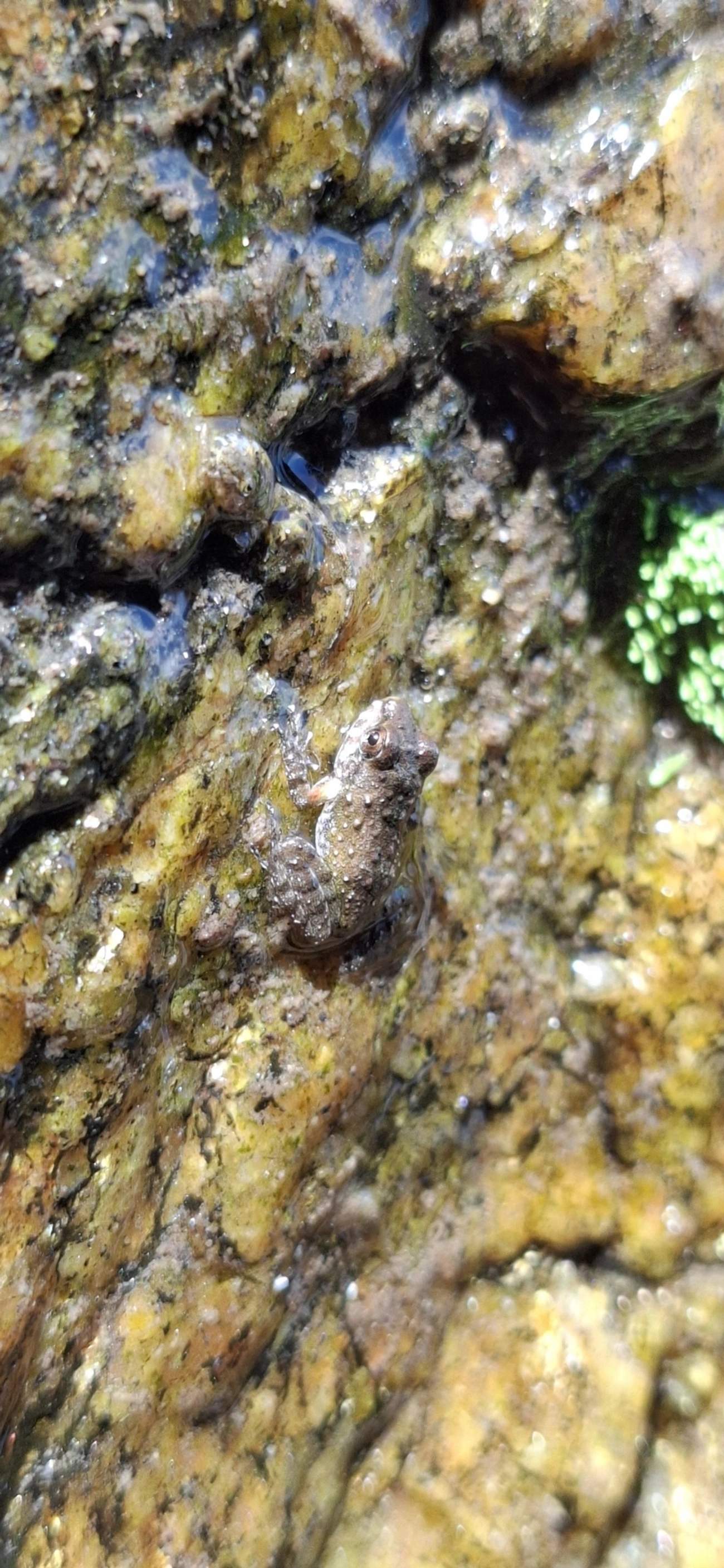 Rã-do-costão (Thoropa miliaris), anfíbios, fotografado em São Sebastião