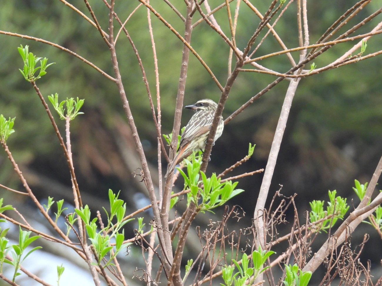 Bem-te-vi-rajado (Myiodynastes maculatus), aves, fotografado em Itamonte