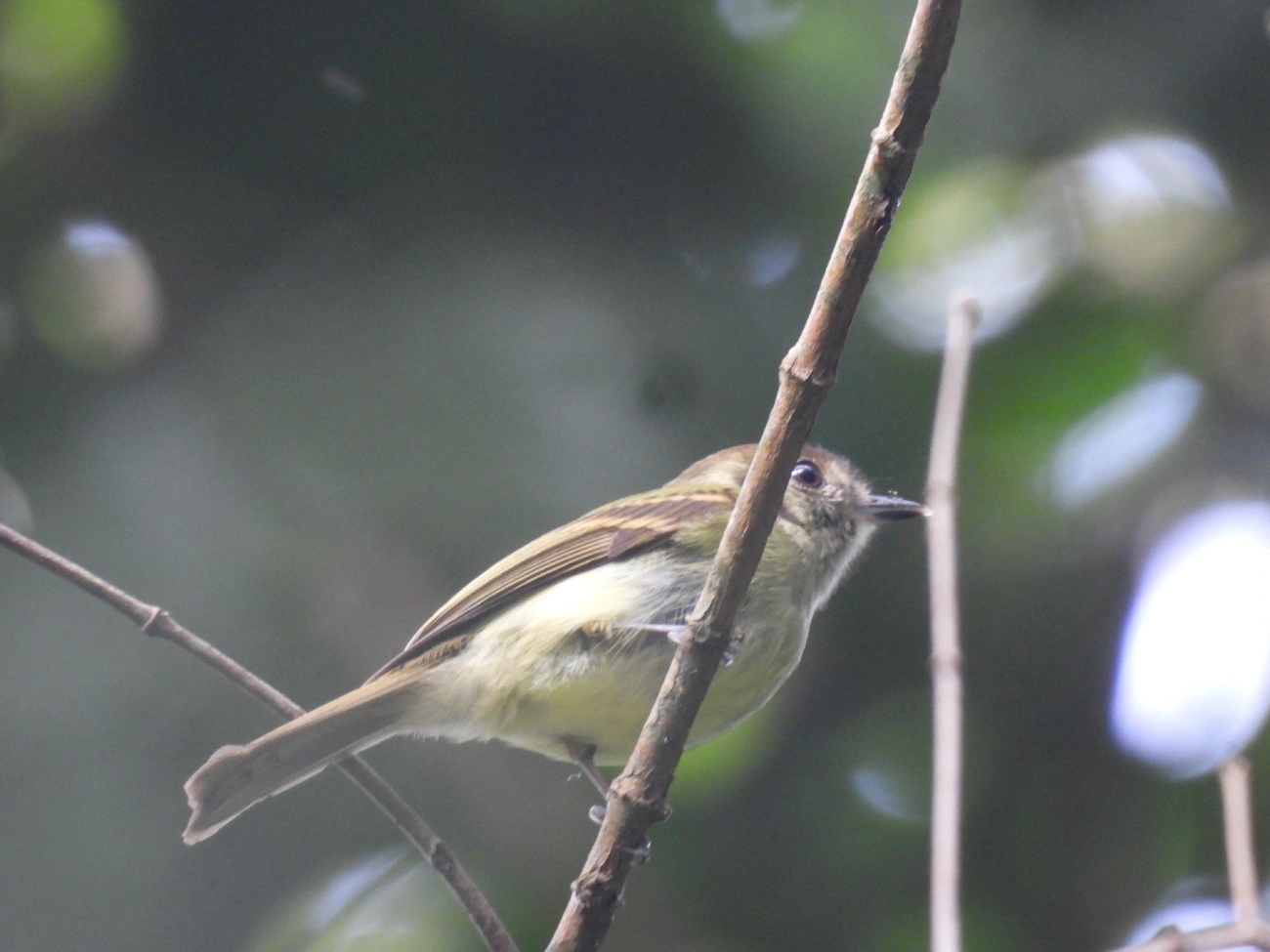 Cabeçudo (Leptopogon amaurocephalus), aves, fotografado em Maresias, São Sebastião