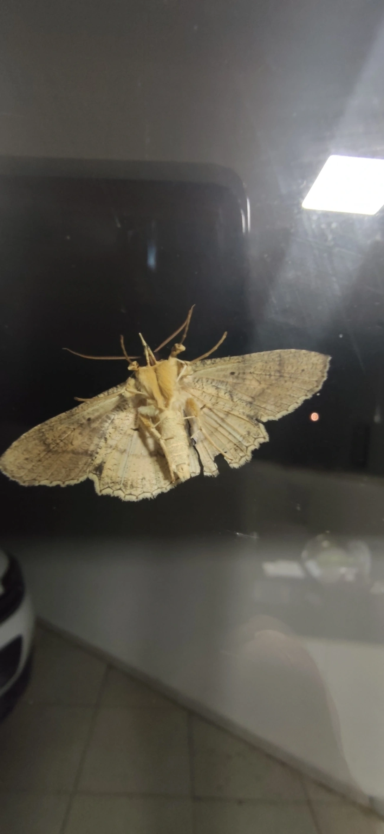 Oxydia, insetos, fotografado em Maresias, São Sebastião