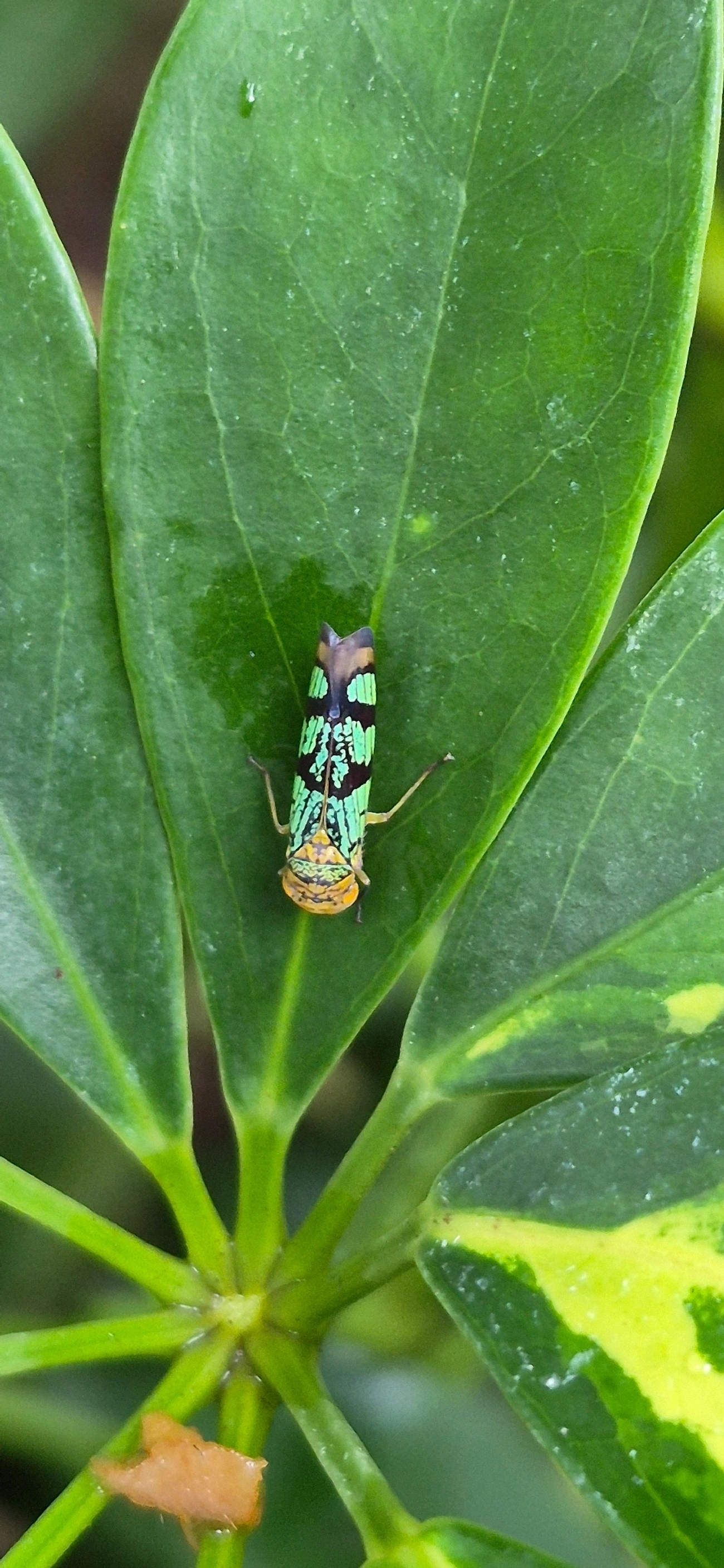 Amblyscarta, insetos, fotografado em Maresias, São Sebastião