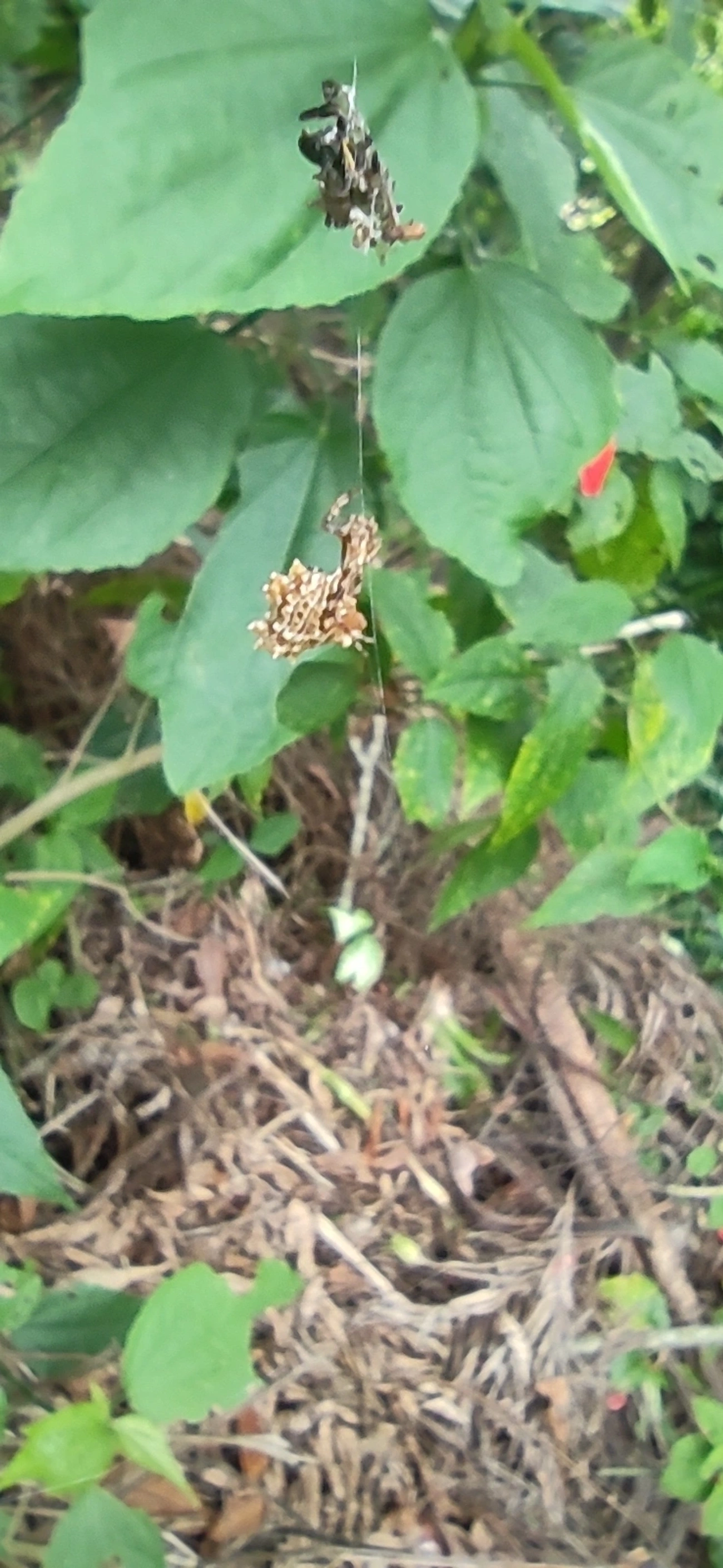 Micrathena horrida, aracnídeos, fotografado em Maresias, São Sebastião