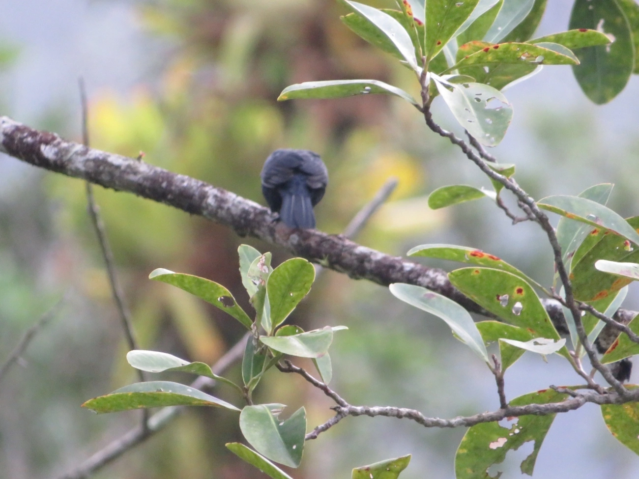 Tiê-preto (Tachyphonus coronatus), aves, fotografado em Maresias, São Sebastião