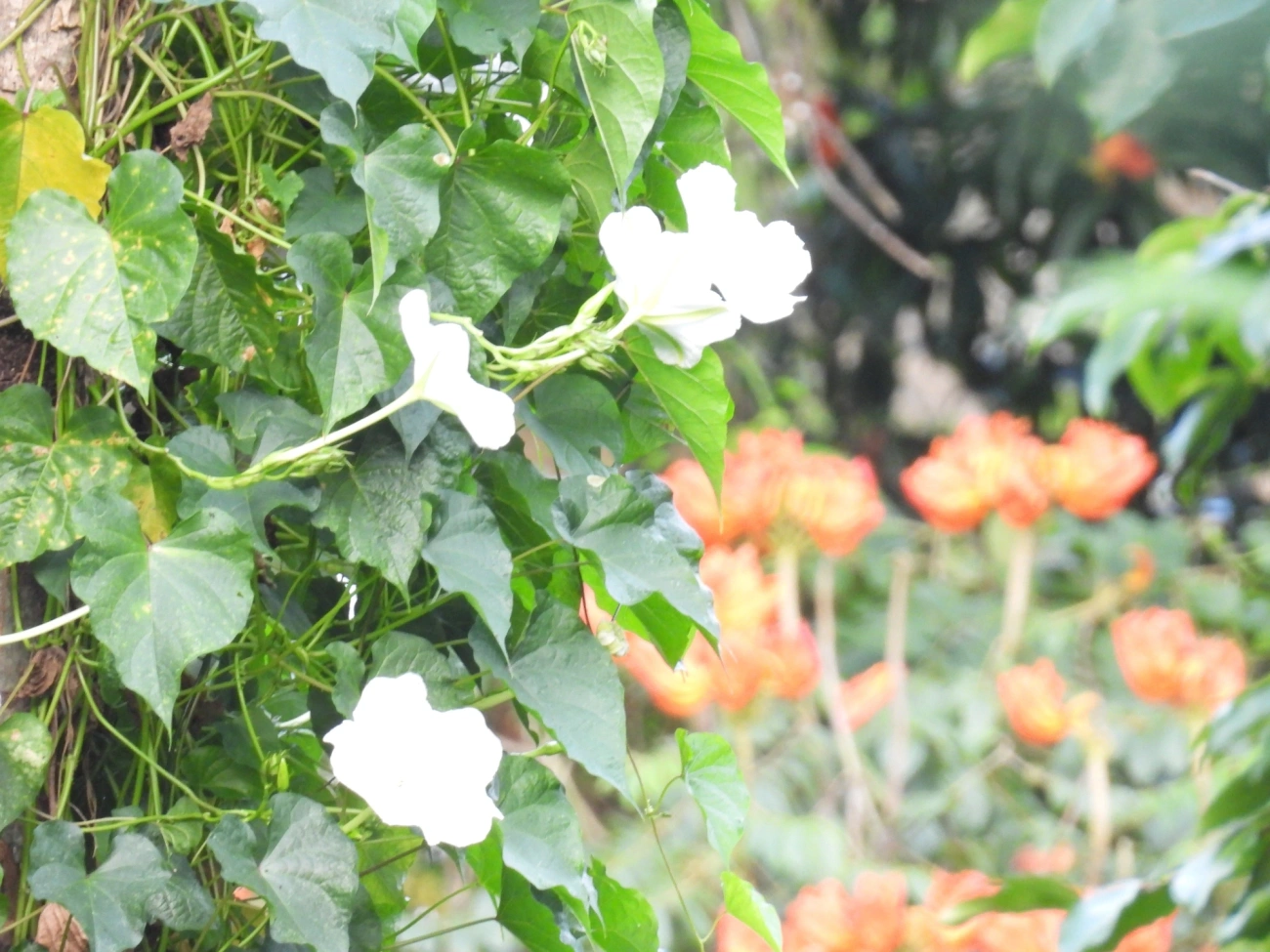 Flor-da-lua (Ipomoea alba), plantas, fotografado em Perequê, Ilhabela