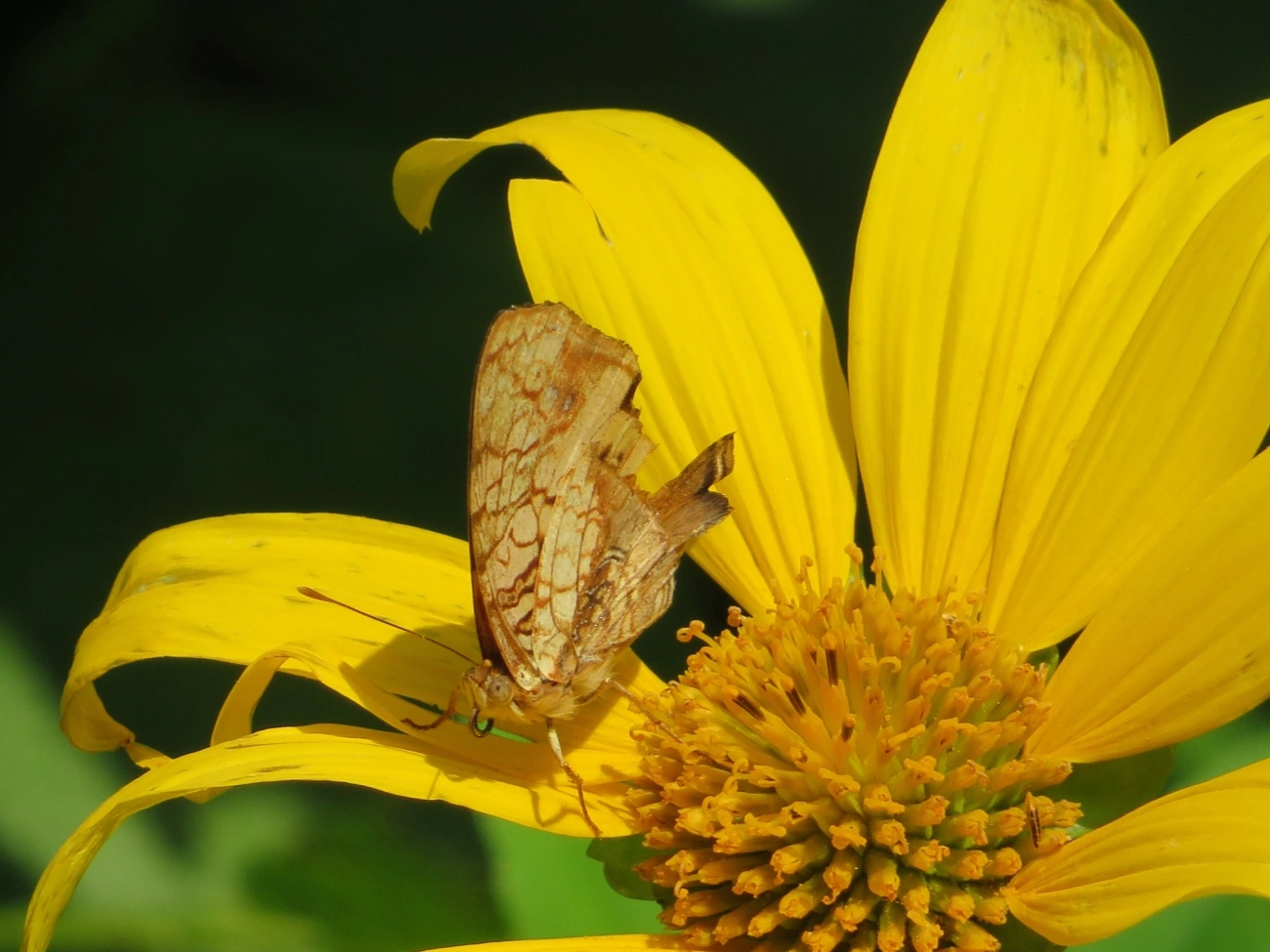 Mapa-laranja (Hypanartia lethe), insetos, fotografado em Maresias, São Sebastião