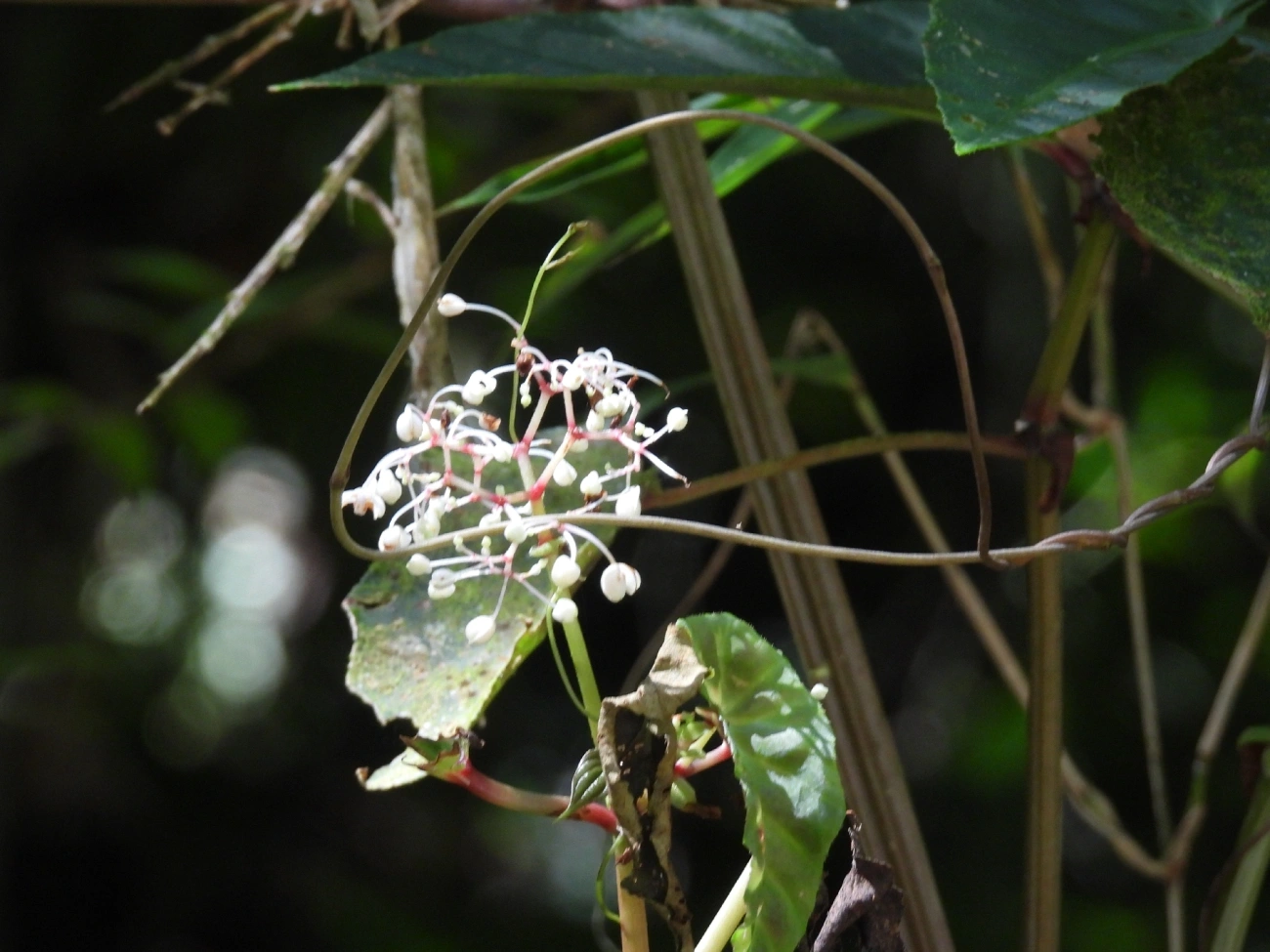 Begônias (Begonia), plantas, fotografado em Queluz