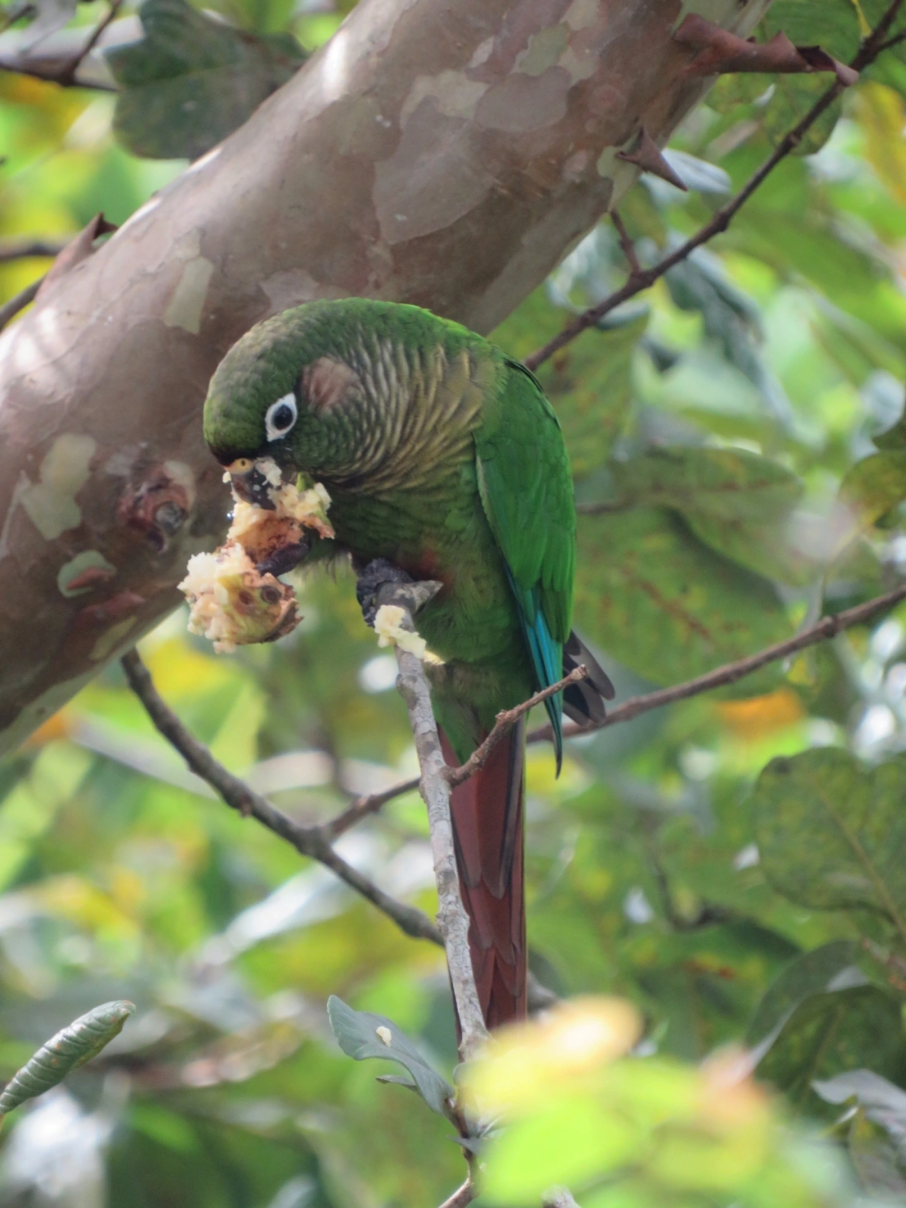Tiriba-de-testa-vermelha (Pyrrhura frontalis), aves, fotografado em Maresias, São Sebastião