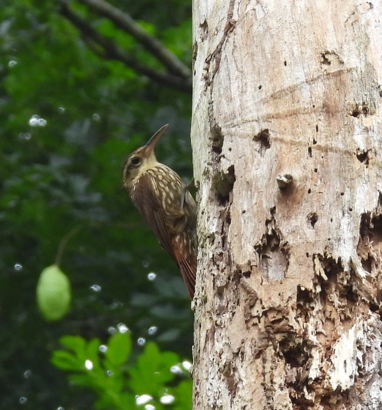 Arapaçu-rajado (Xiphorhynchus fuscus), aves, fotografado em Maresias, São Sebastião