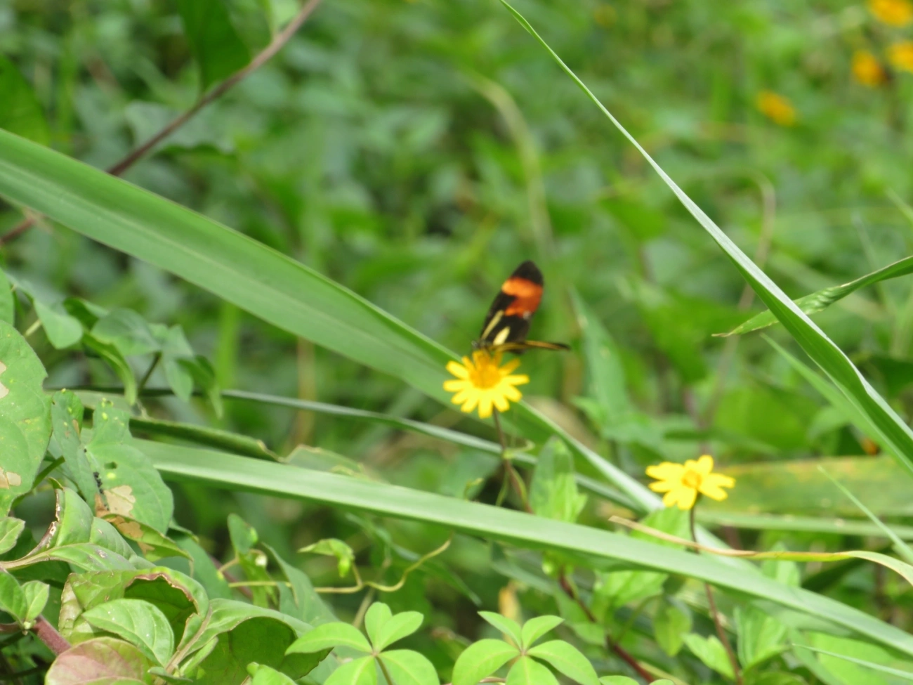 Falsa-erato (Eresia lansdorfi), insetos, fotografado em Maresias, São Sebastião