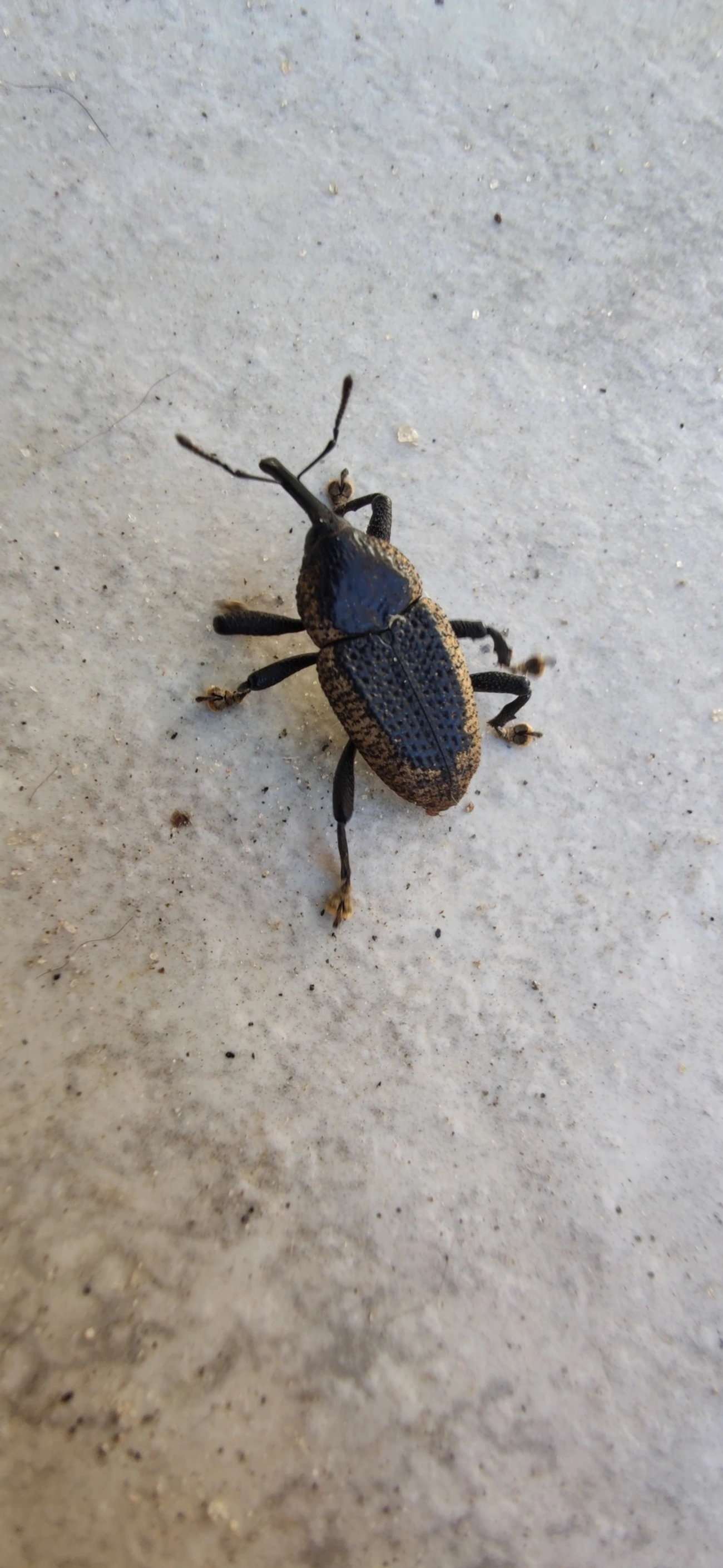 Besouro (Homalinotus deplanatus), insetos, fotografado em Maresias, São Sebastião