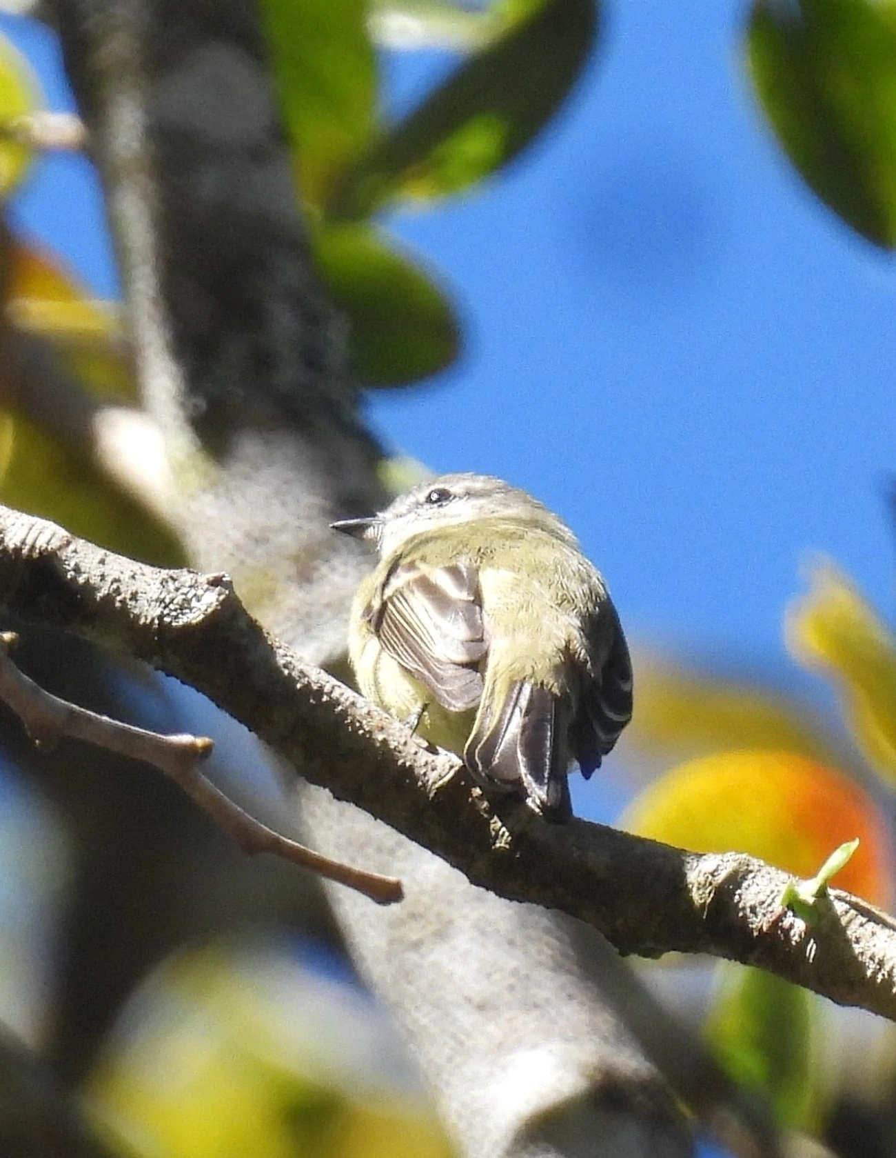 Piolhinho (Phyllomyias fasciatus), aves, fotografado em Pedra Selada