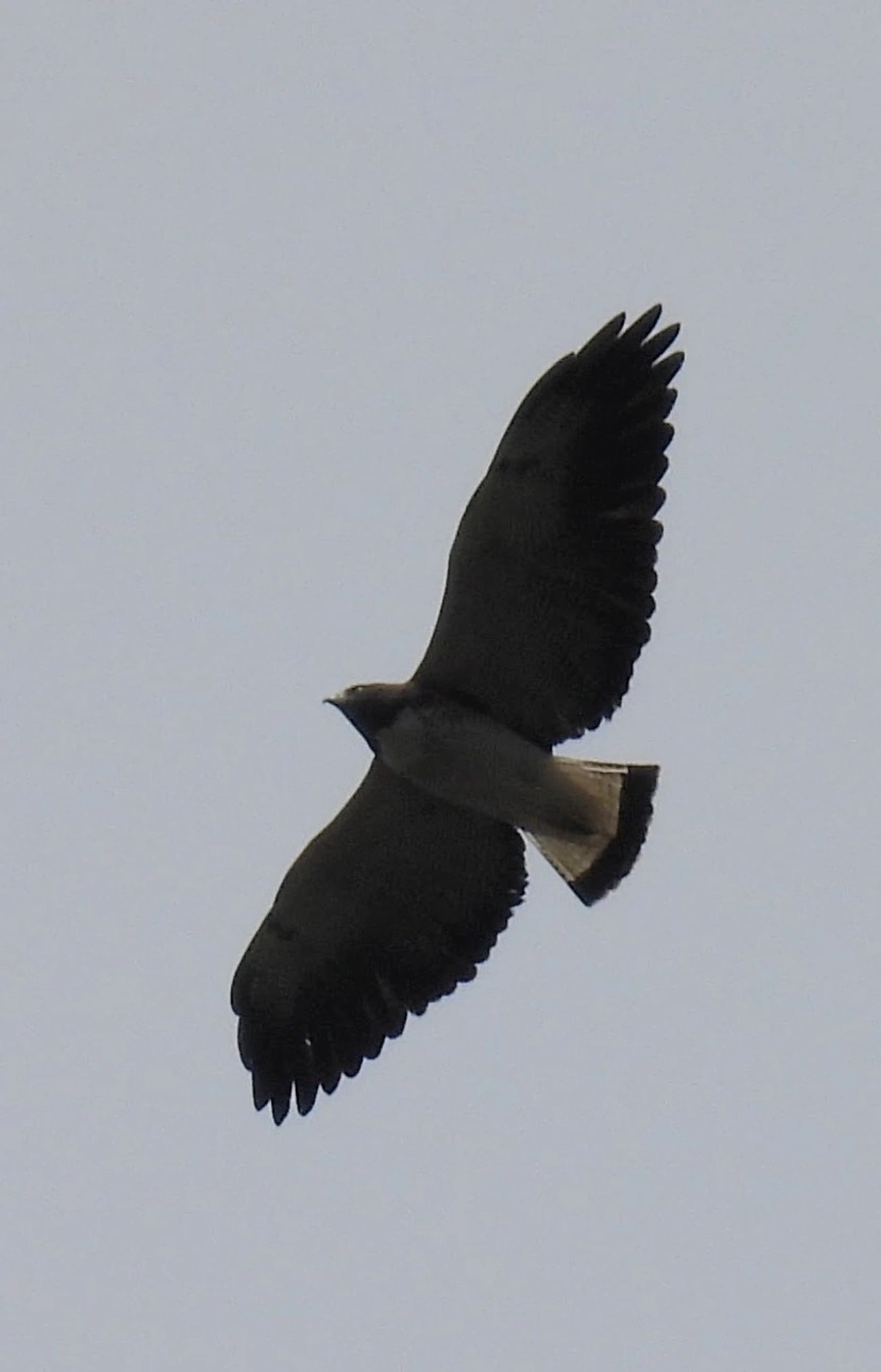 Gavião-de-rabo-branco (Geranoaetus albicaudatus), aves, fotografado em Itamonte