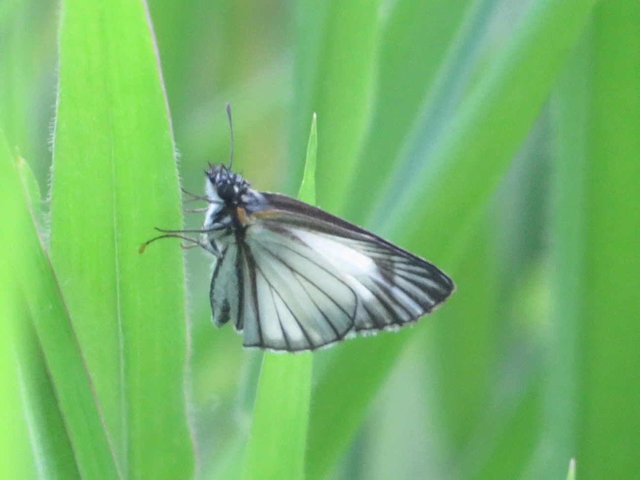 Hespéria-branca-nervurada (Heliopetes arsalte), insetos, fotografado em Maresias, São Sebastião