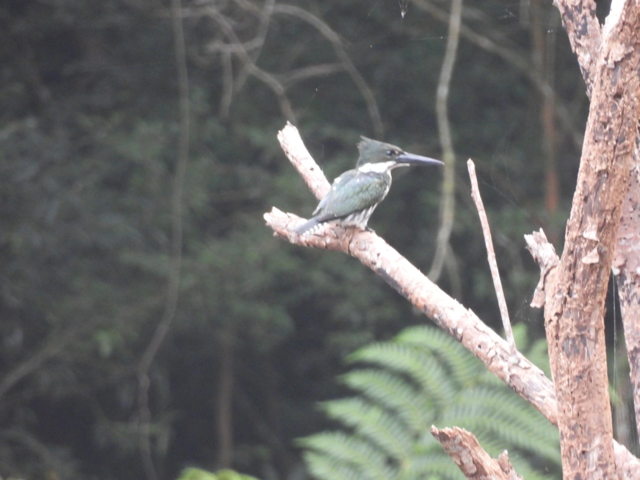 Martim-Pescador-Verde (Chloroceryle amazona), aves, fotografado em Cabreúva