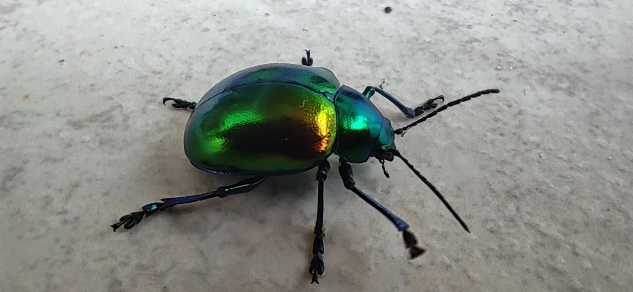 Eumolpus ignitus, insetos, fotografado em Maresias, São Sebastião