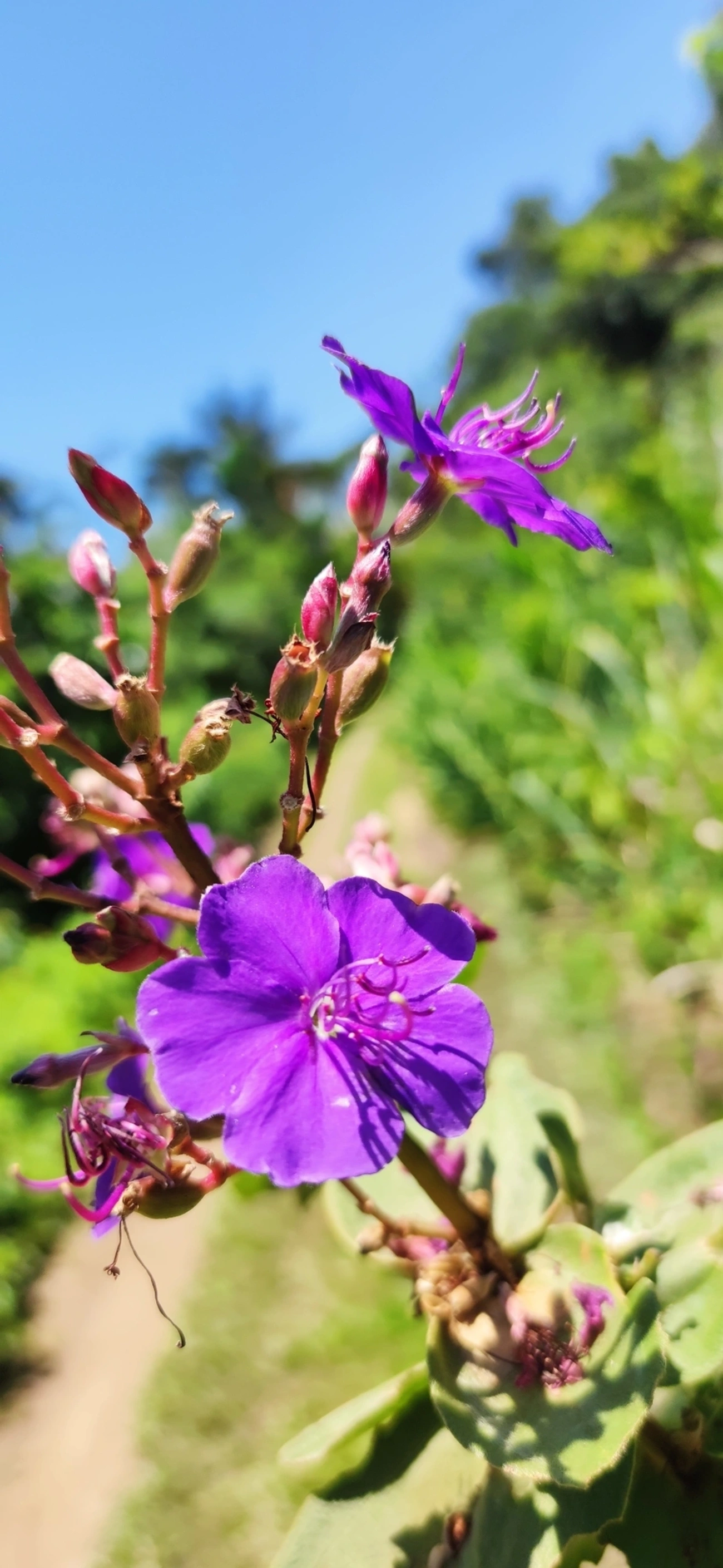 Orelha-de-onça (Pleroma heteromallum), plantas, fotografado em Maresias, São Sebastião
