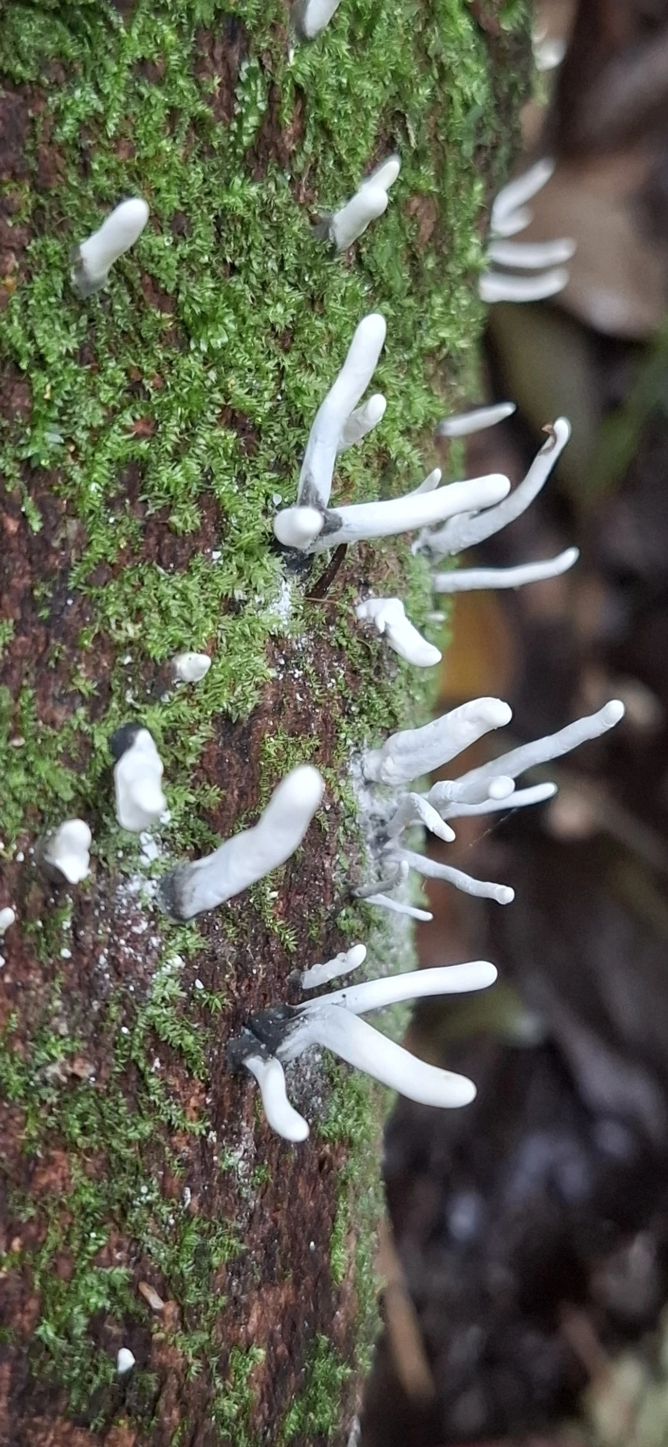 Xylaria, fungos, fotografado em Maresias, São Sebastião
