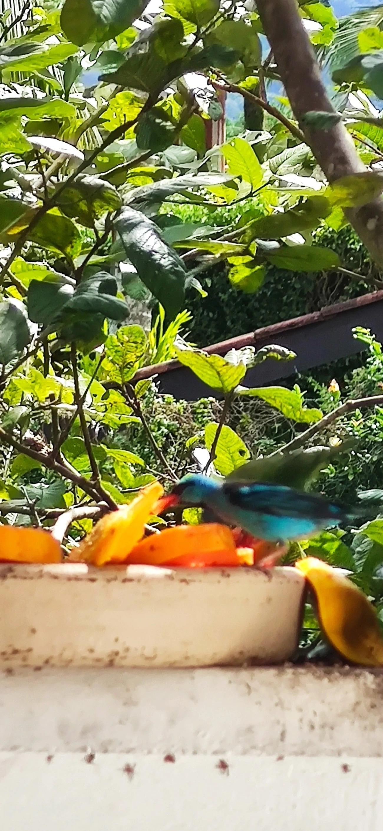 Saí-azul (Dacnis cayana), aves, fotografado em Maresias, São Sebastião