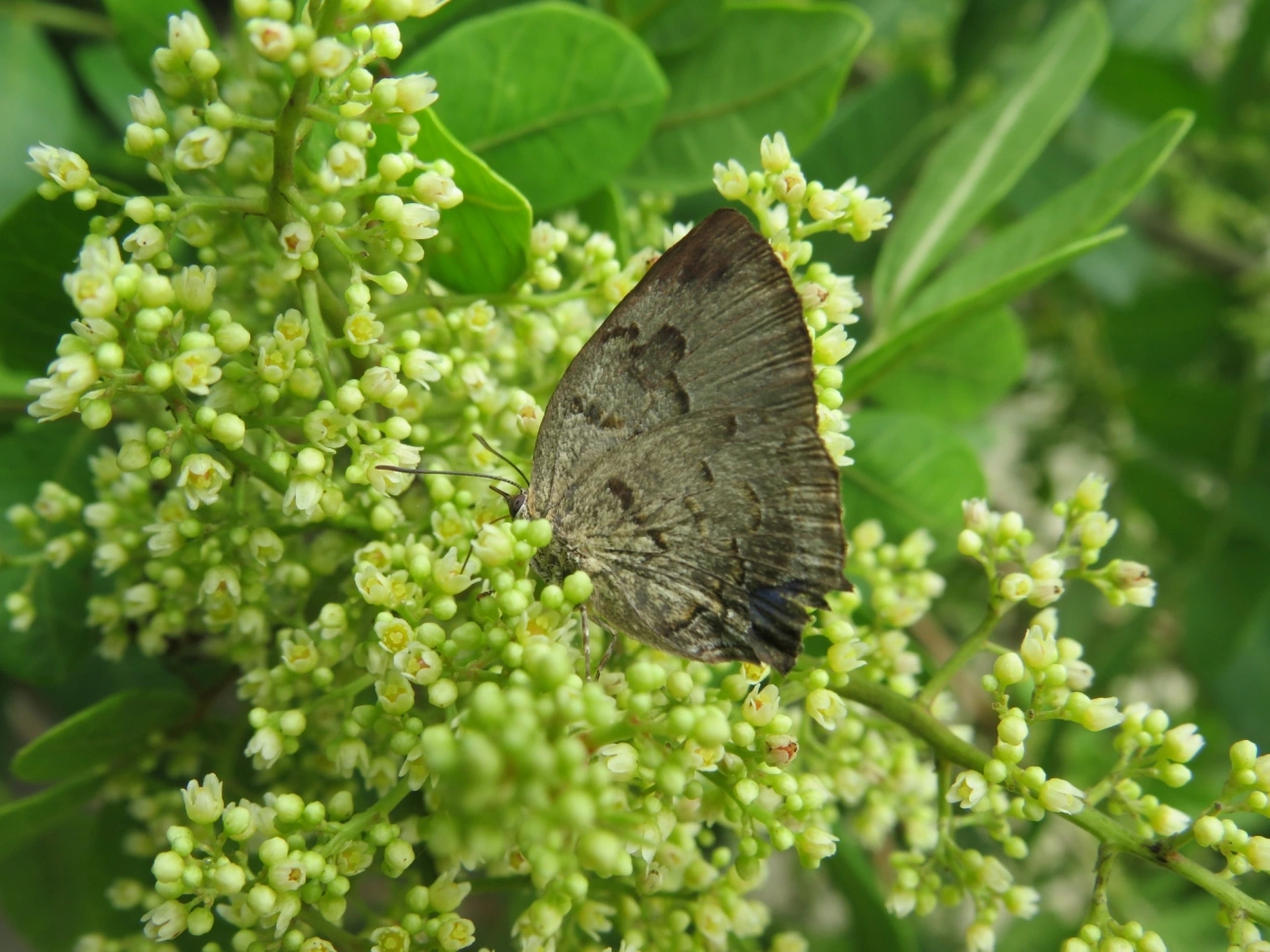 Panthiades hebraeus, insetos, fotografado em Maresias, São Sebastião
