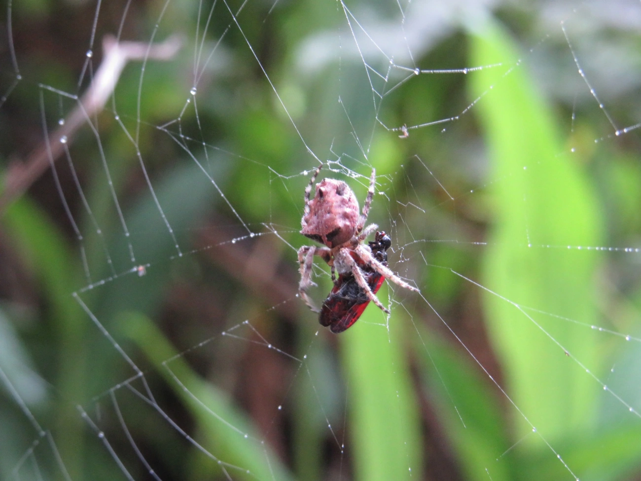 Parawixia, aracnídeos, fotografado em Maresias, São Sebastião
