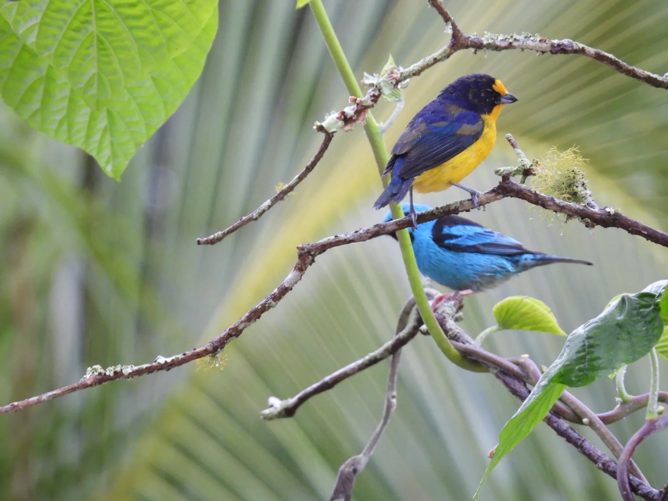 Gaturamo-verdadeiro (Euphonia violacea), aves, fotografado em Maresias, São Sebastião
