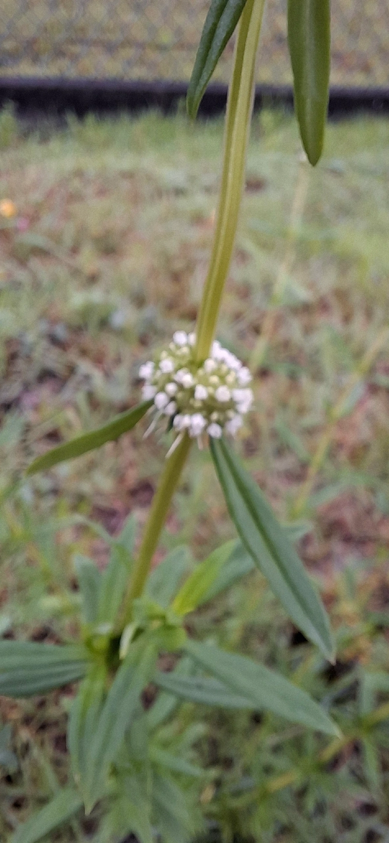 Vassourinha-de-botão (Spermacoce verticillata), plantas, fotografado em Maresias, São Sebastião