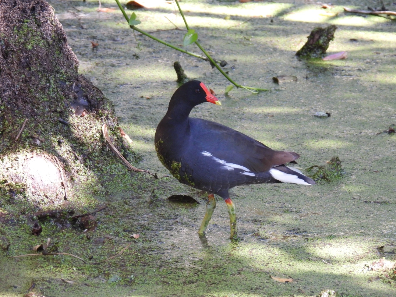 Frango-d'água-comum (Gallinula galeata), aves, fotografado em Maresias, São Sebastião