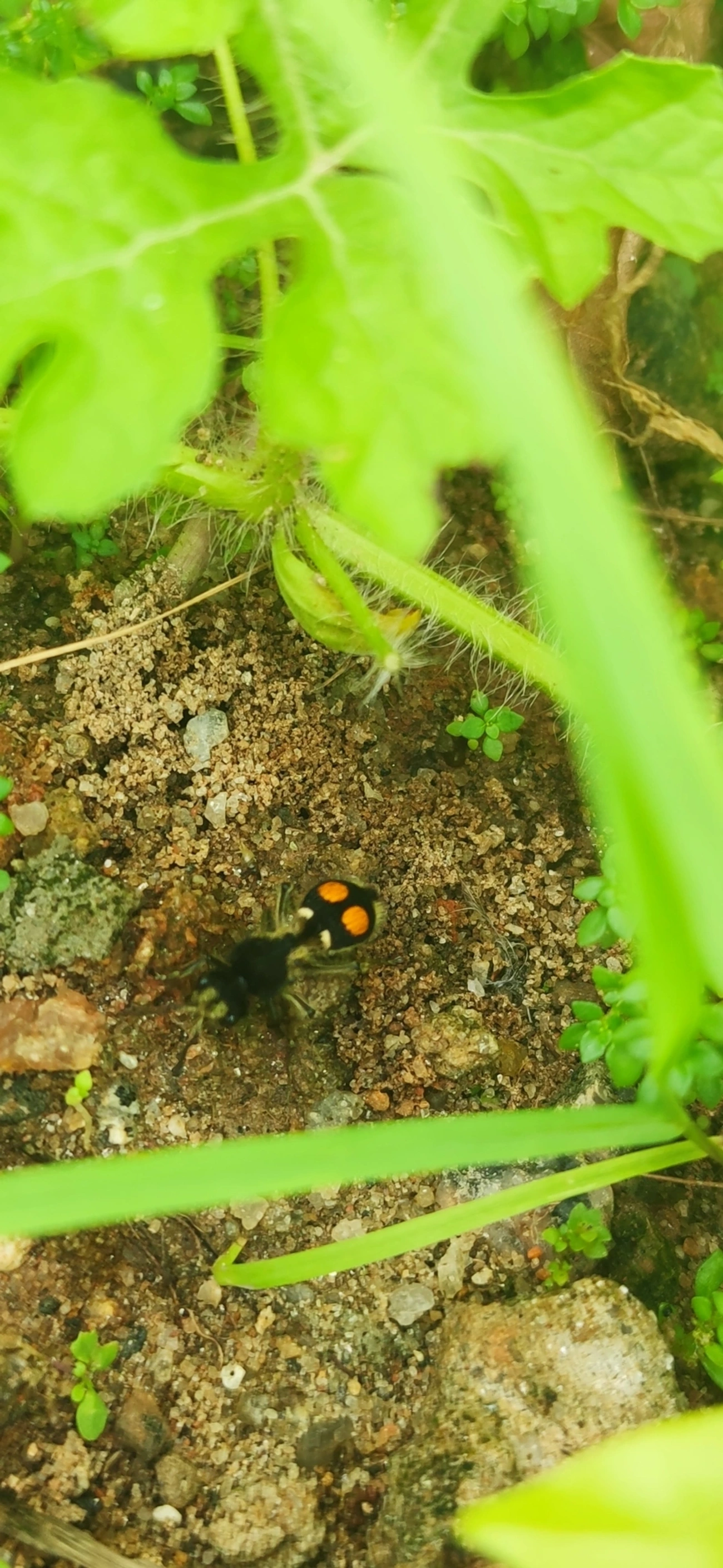 Formiga-feiticeira (Hoplomutilla spinosa), insetos, fotografado em Maresias, São Sebastião