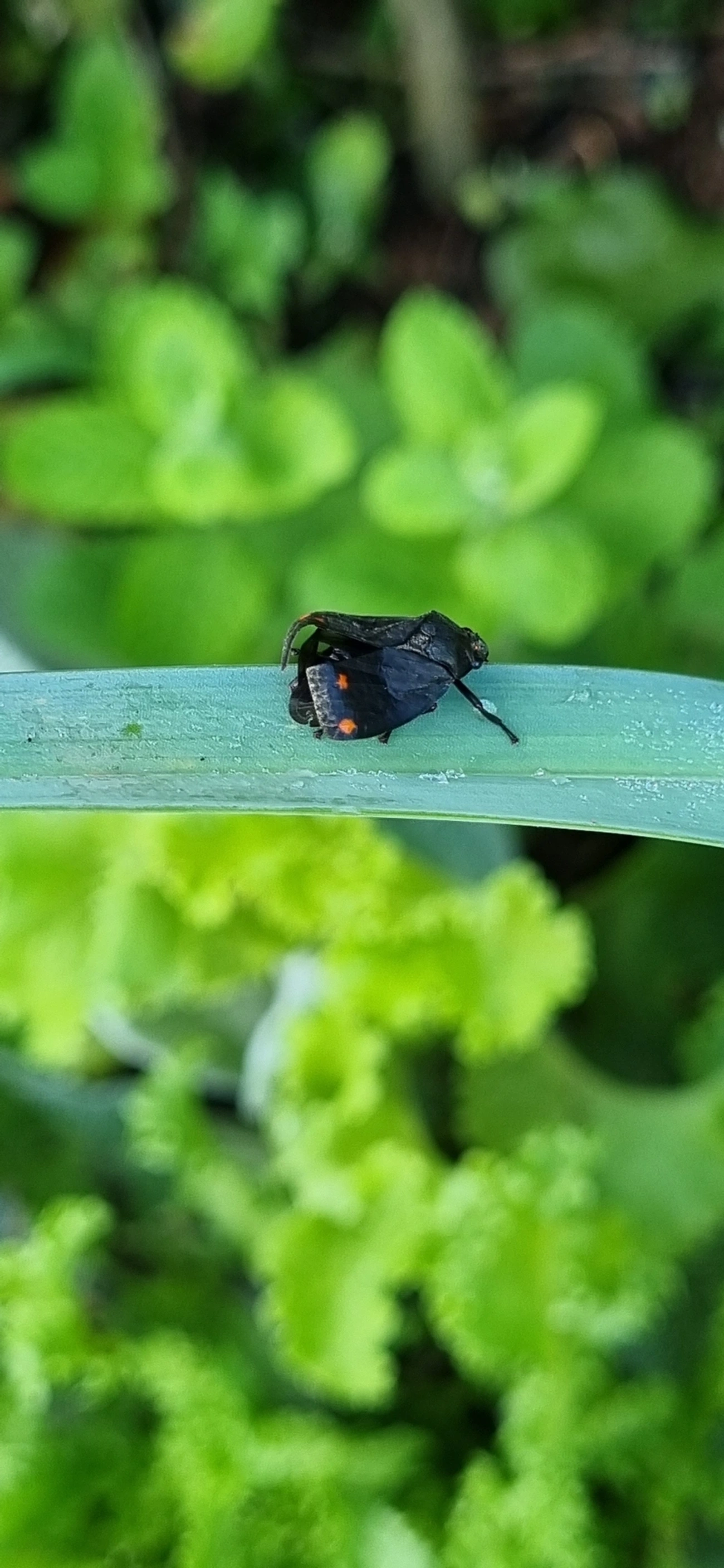 Fulgomorfos (Fulgoromorpha), insetos, fotografado em Maresias, São Sebastião
