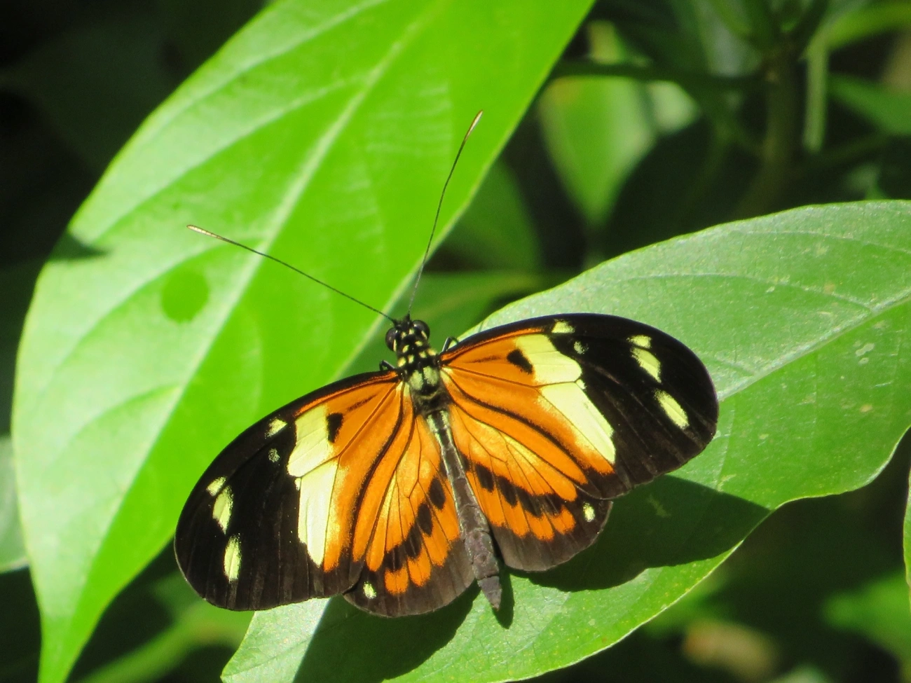 Helicônio-de-numata (Heliconius numata), insetos, fotografado em Paúba, São Sebastião