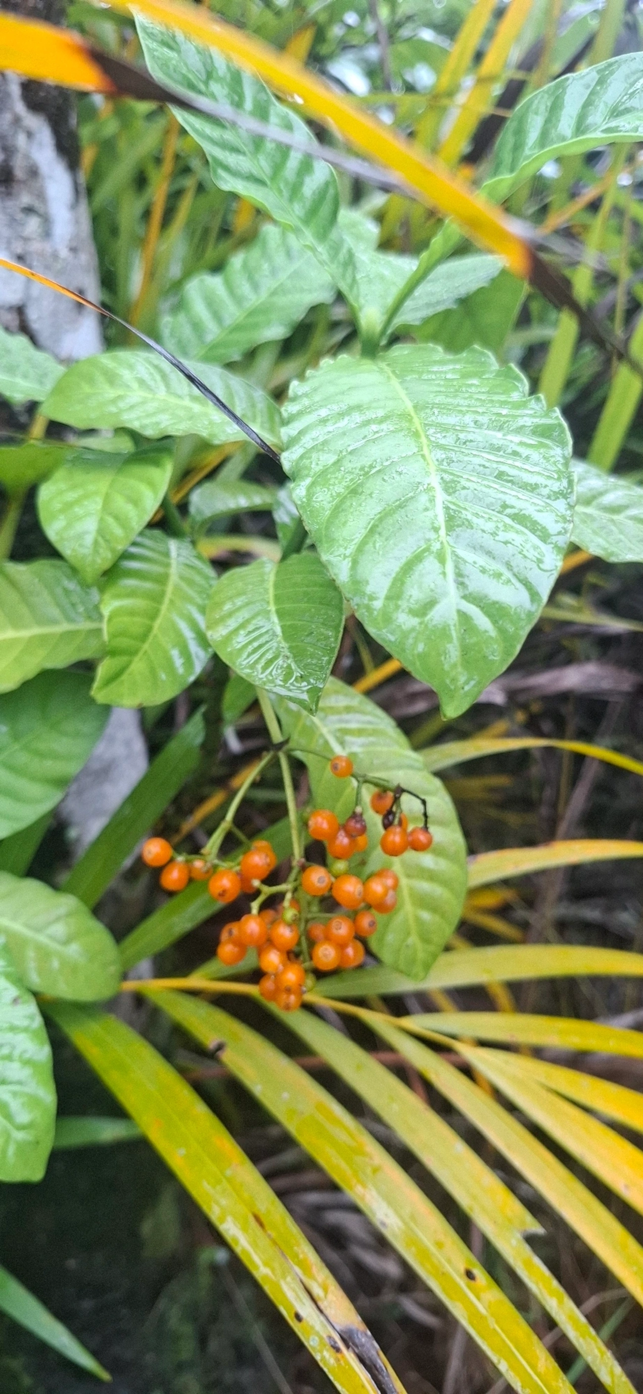 Cafeeiro-do-Mato (Psychotria carthagenensis), plantas, fotografado em Maresias, São Sebastião