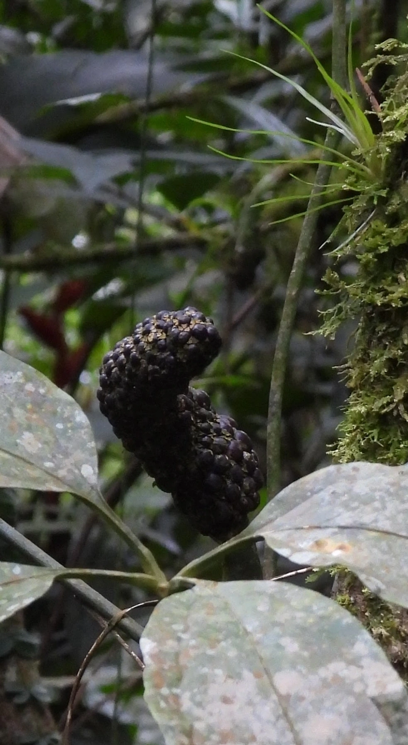 Antúrios (Anthurium), plantas, fotografado em Maresias, São Sebastião