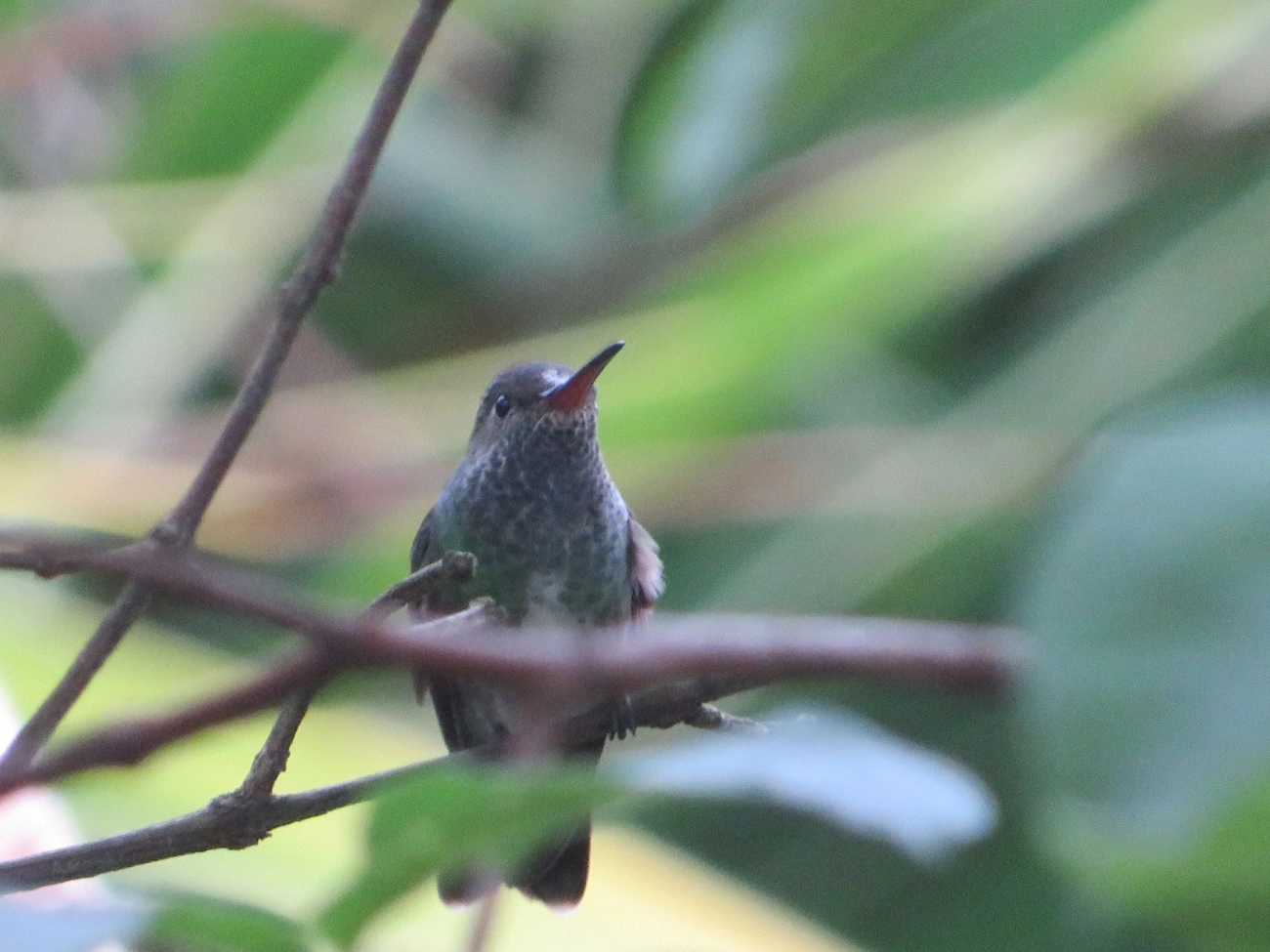 Beija-flor-de-garganta-verde (Chionomesa fimbriata), aves, fotografado em Maresias, São Sebastião