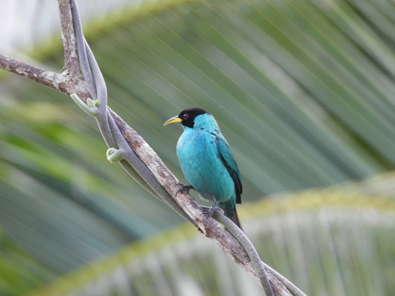 Saí-verde (Chlorophanes spiza), aves, fotografado em Maresias, São Sebastião