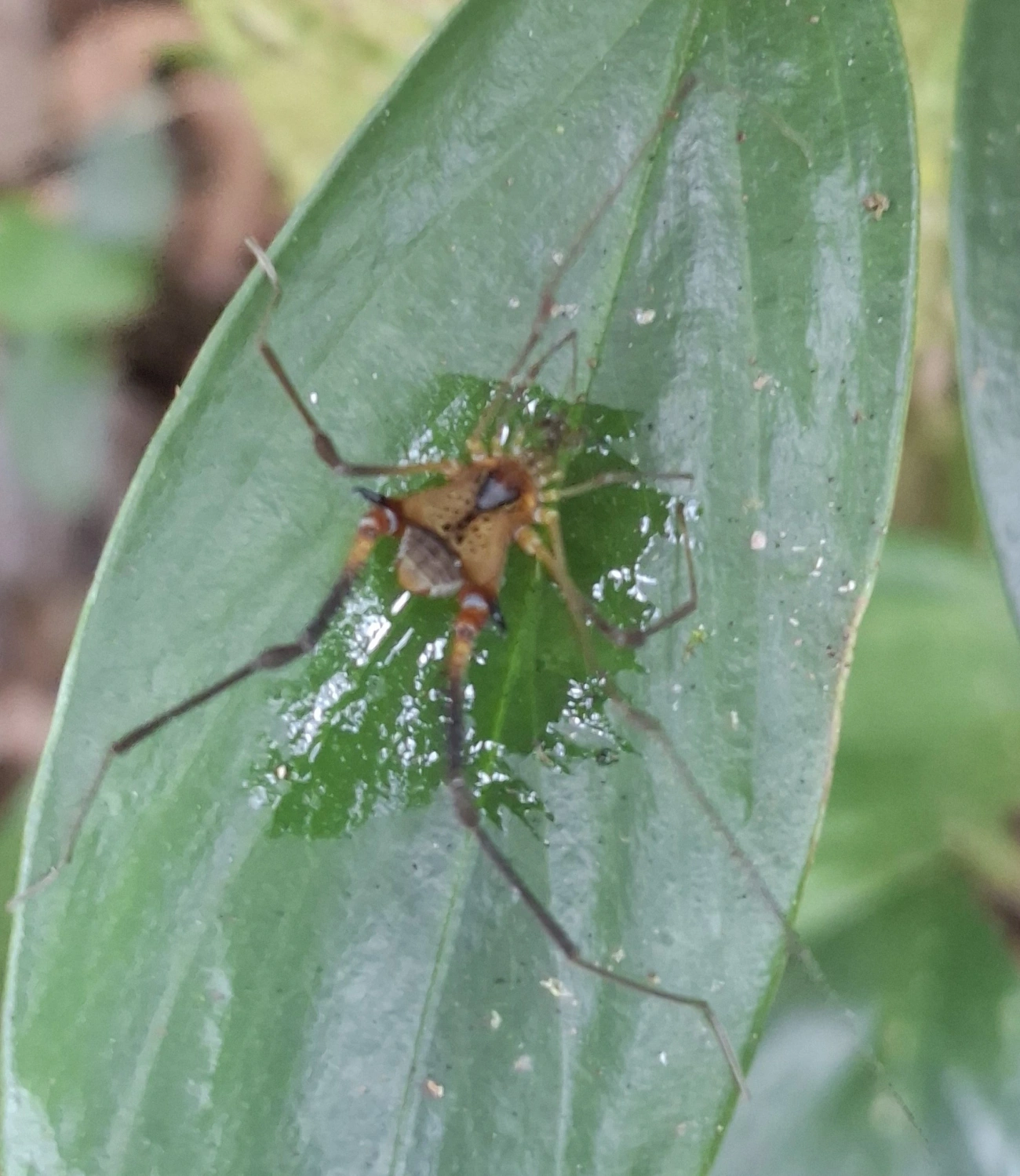 Progonyleptoidellus, aracnídeos, fotografado em Maresias, São Sebastião
