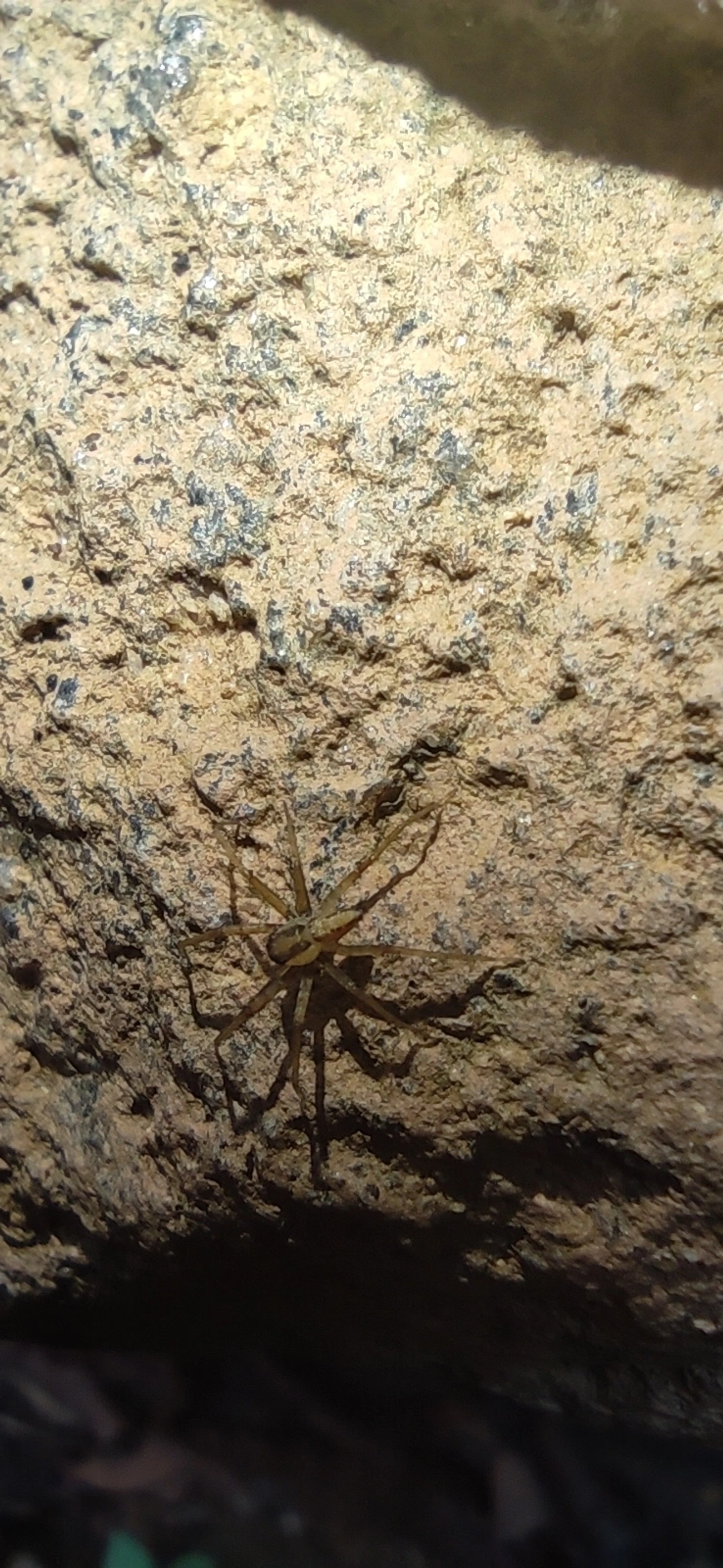Lycosoidea, aracnídeos, fotografado em Maresias, São Sebastião