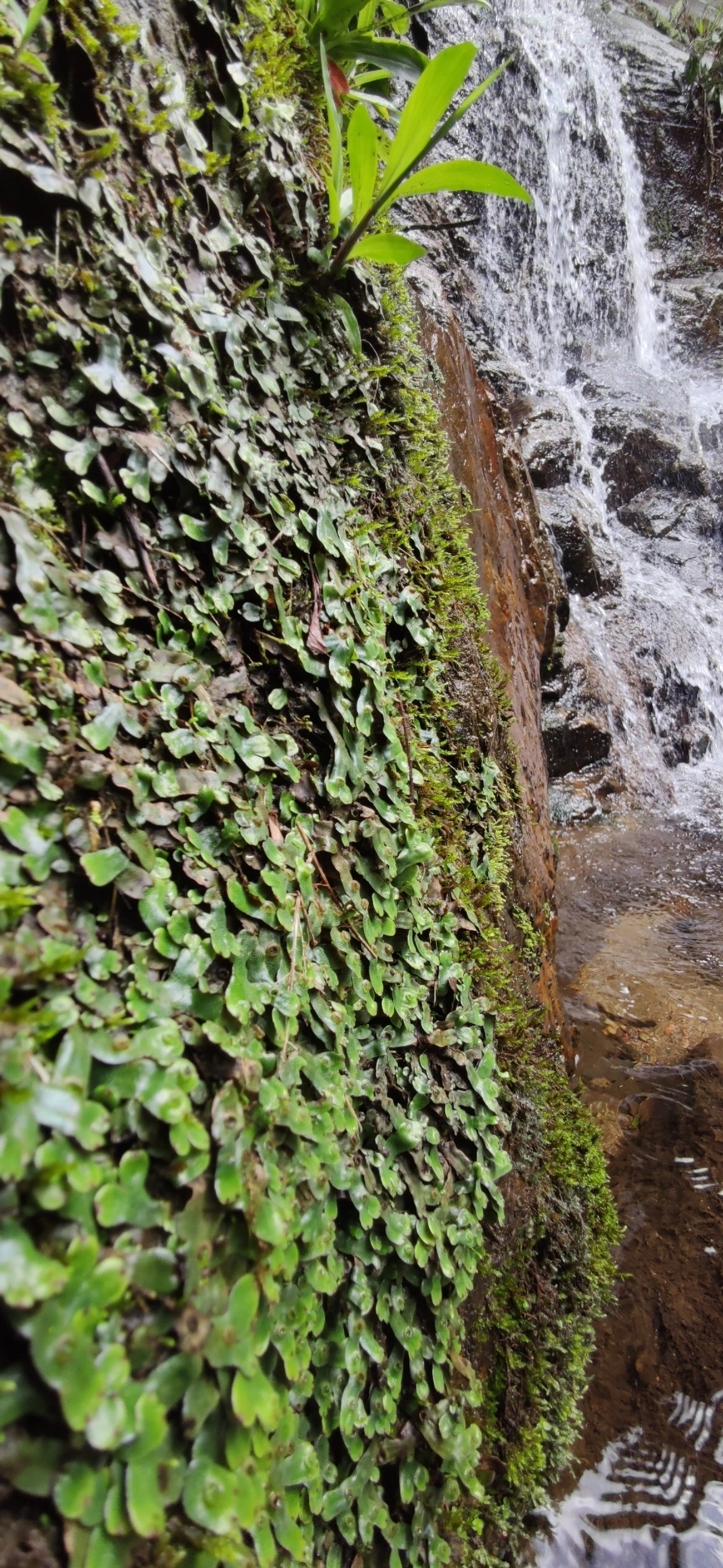 Marcântia (Marchantia polymorpha), plantas, fotografado em Maresias, São Sebastião