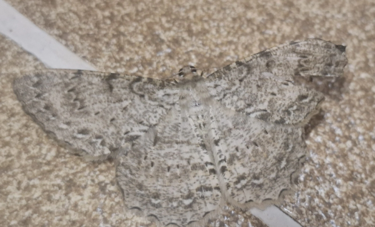 Mariposas-da-magnólia (Epimecis), insetos, fotografado em Itamonte
